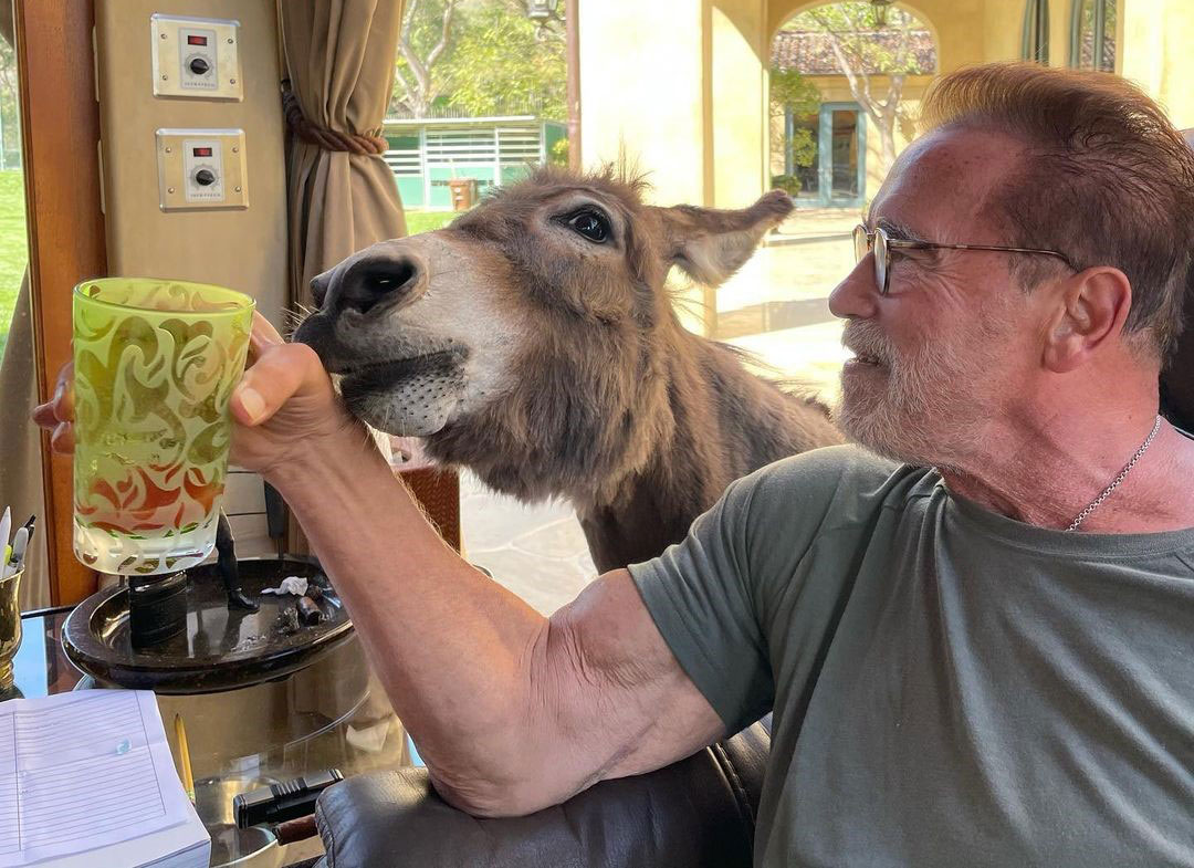 Arnold Schwarzenegger, osel, hisni ljubljencki