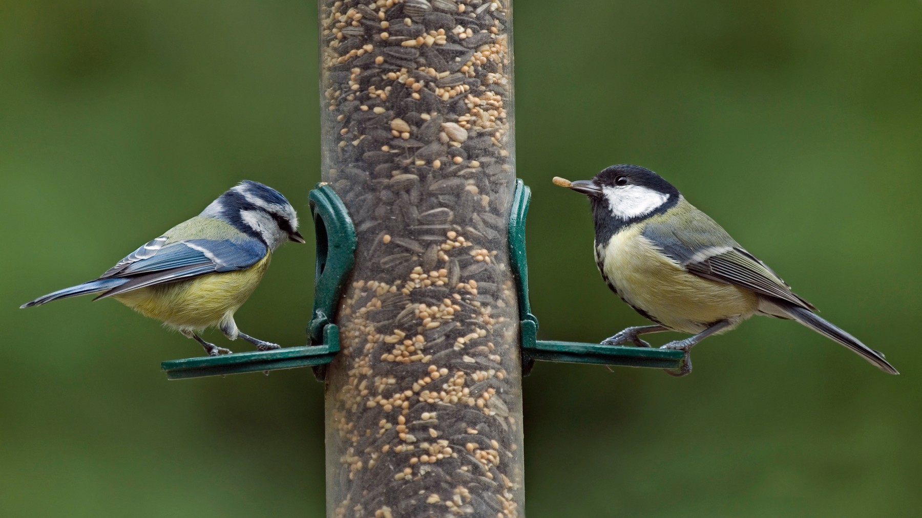 Ptiči, krmilnica, semena