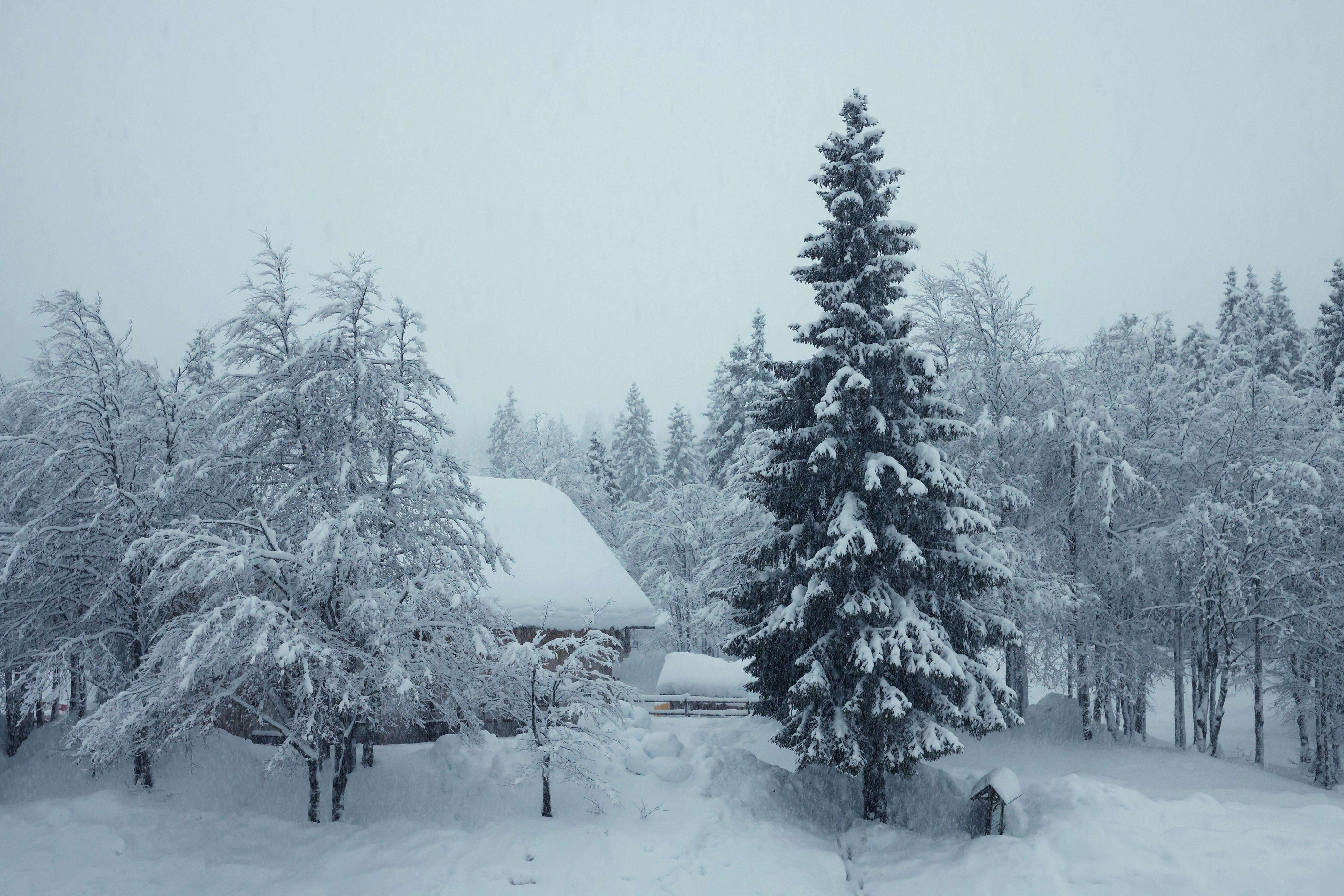 sneg, soriška planina