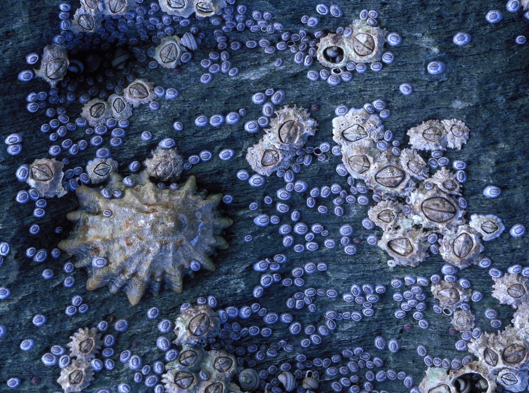 Morje, mehkužci, morsko dno