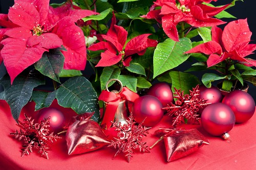 cvetlica, božična zvezda, okraski, dekoracija, božič, srce, zvezda