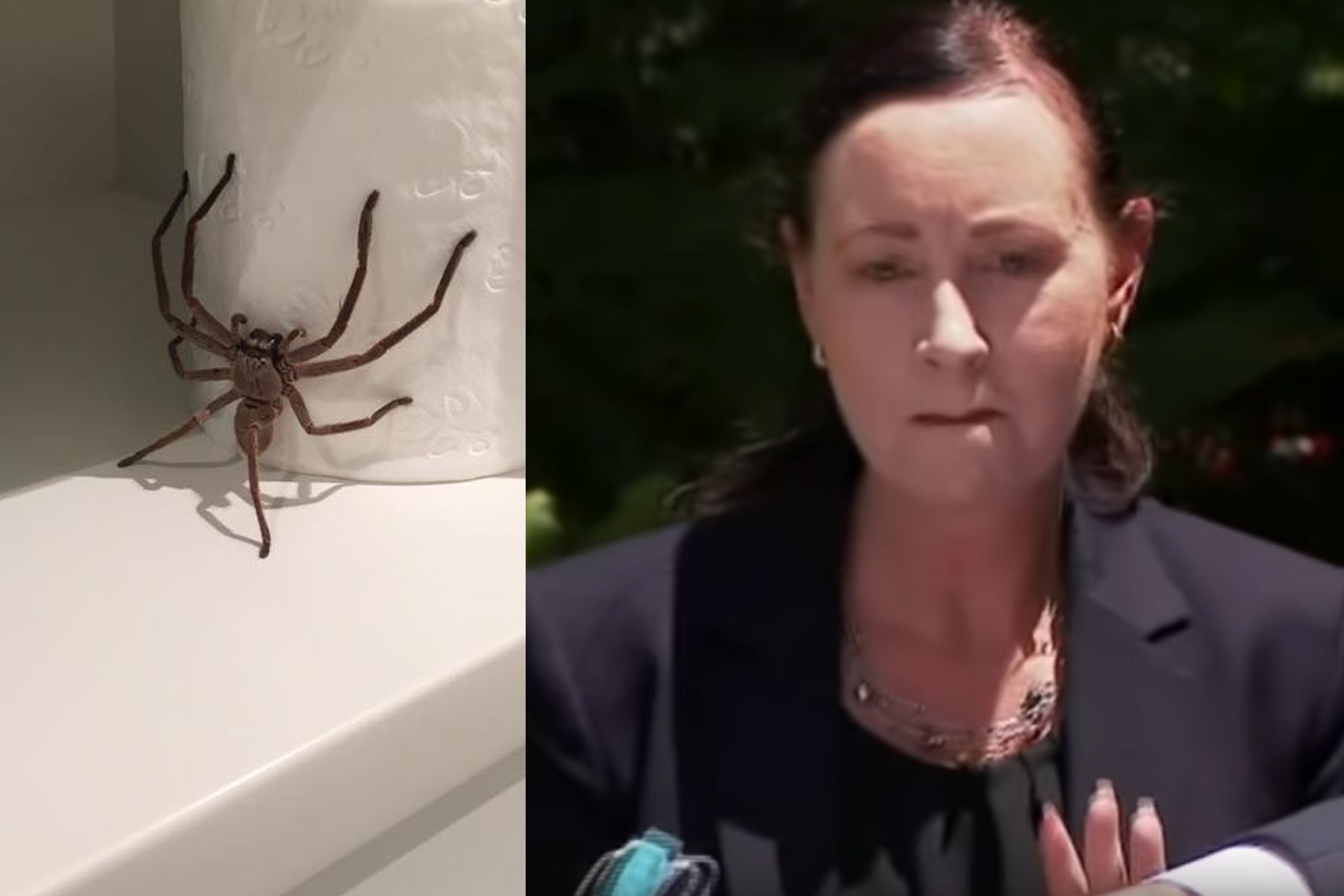 Yvette D'ath, pajek huntsman, novinarska konferenca, Avstralija