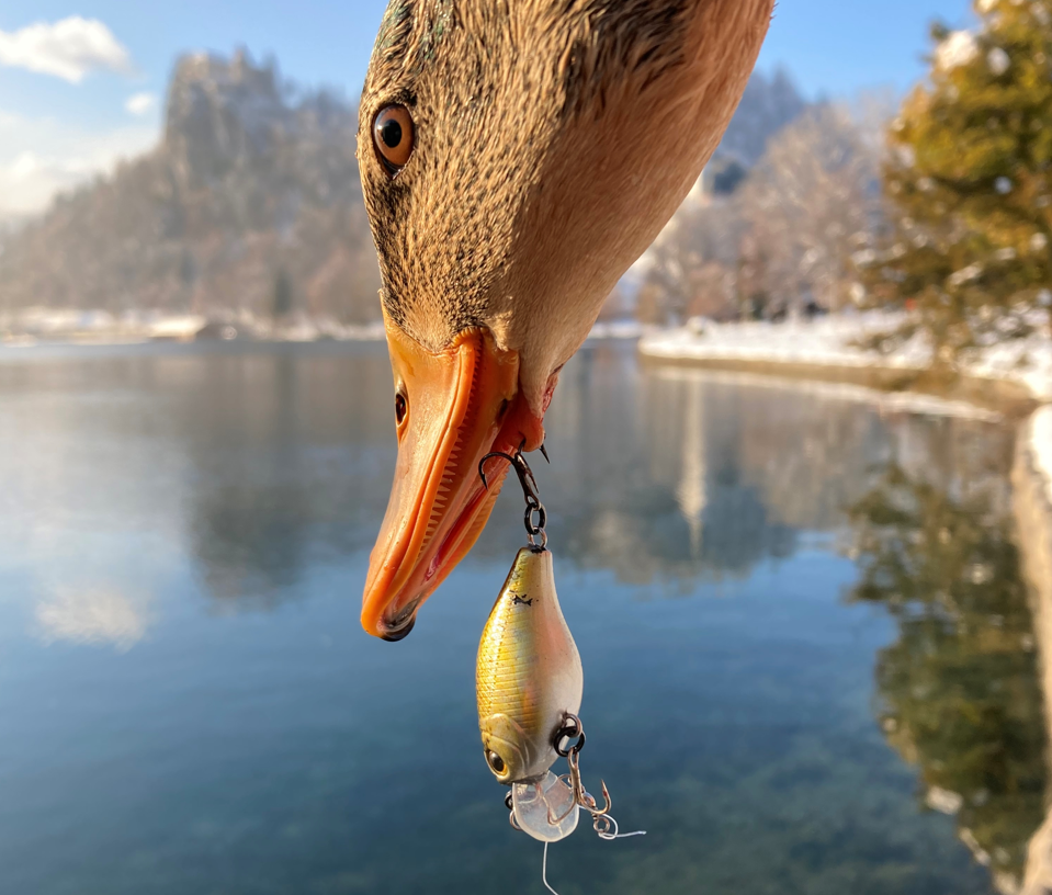 raca, trnek, ribištvo, Bled