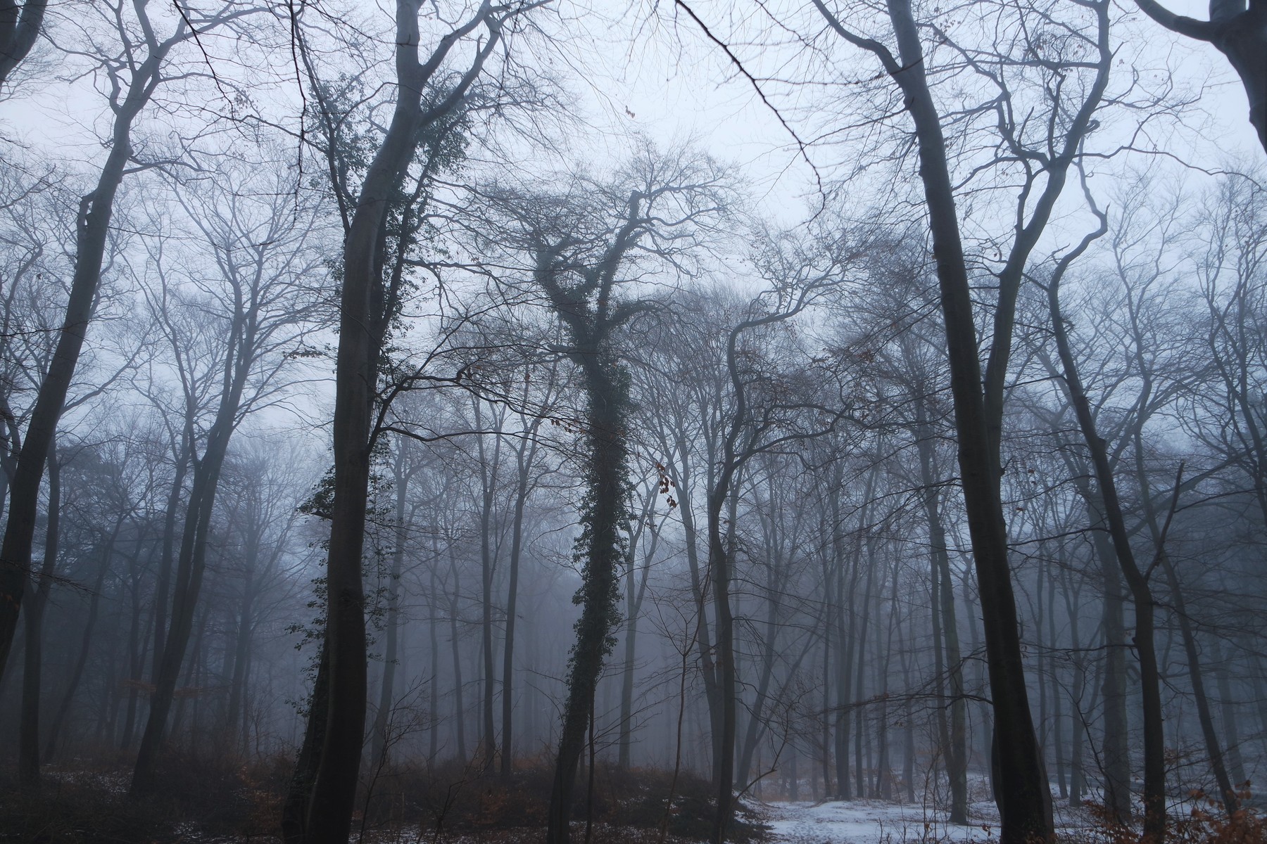 zima, megla, vreme, gozd