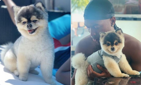 Daniel Sturridge, pomeranec, Lucci