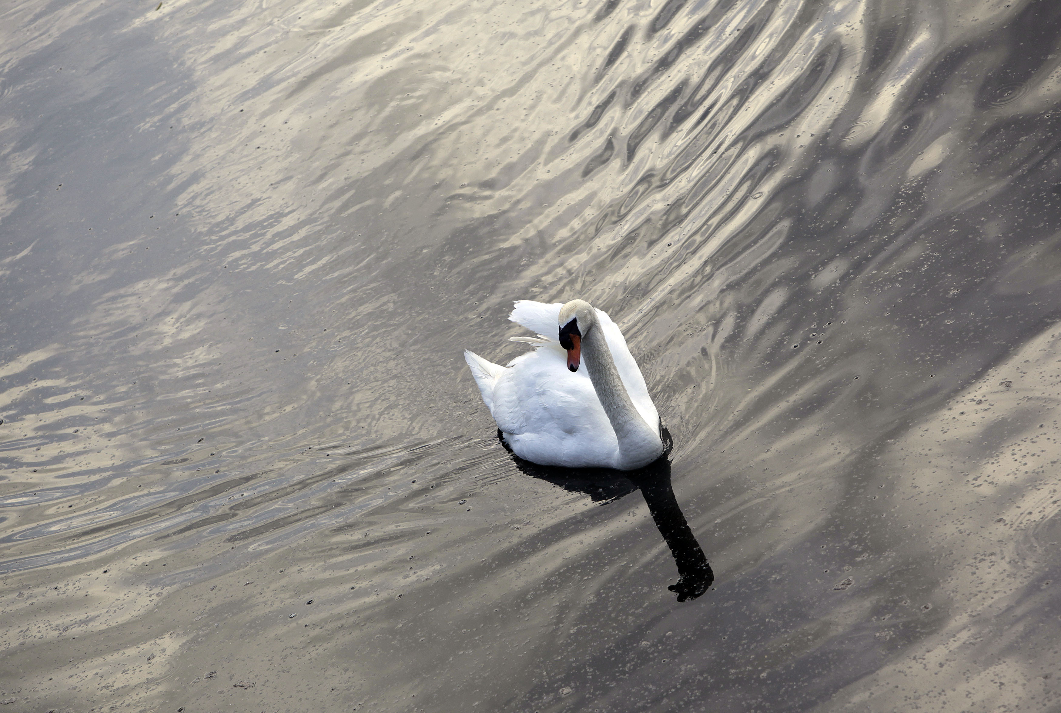 labod, ptičja gripa