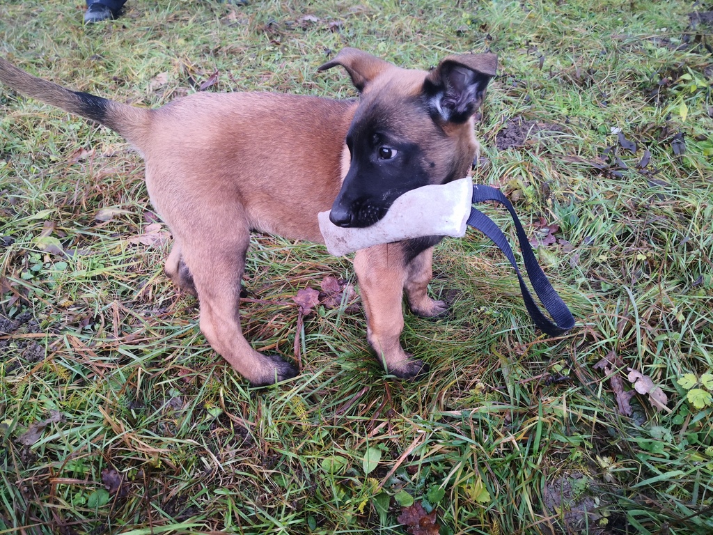 Generalna policijska uprava
