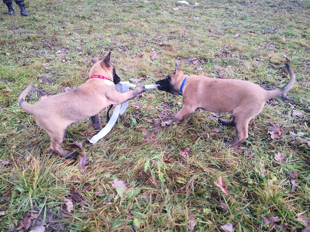 Generalna policijska uprava