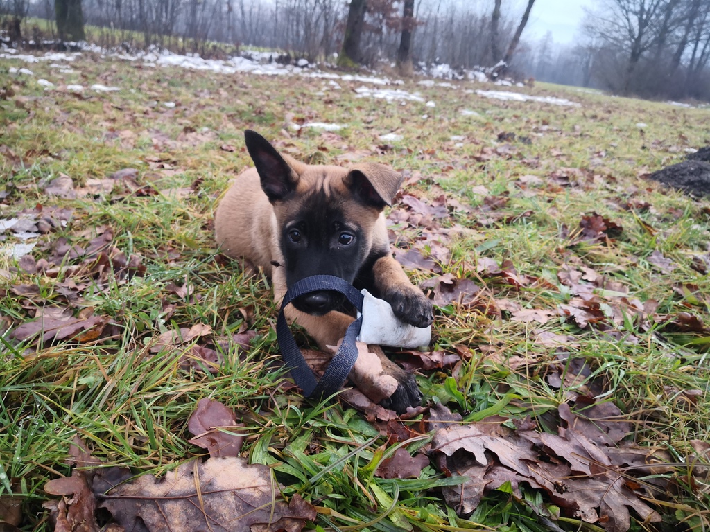 Generalna policijska uprava