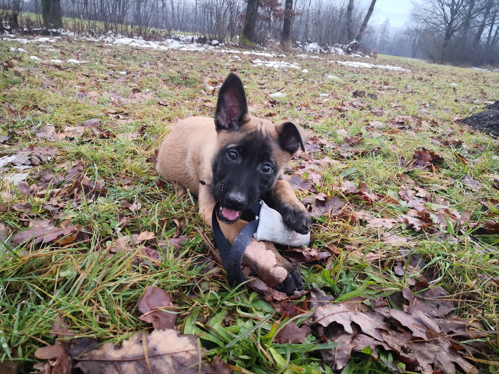 Generalna policijska uprava
