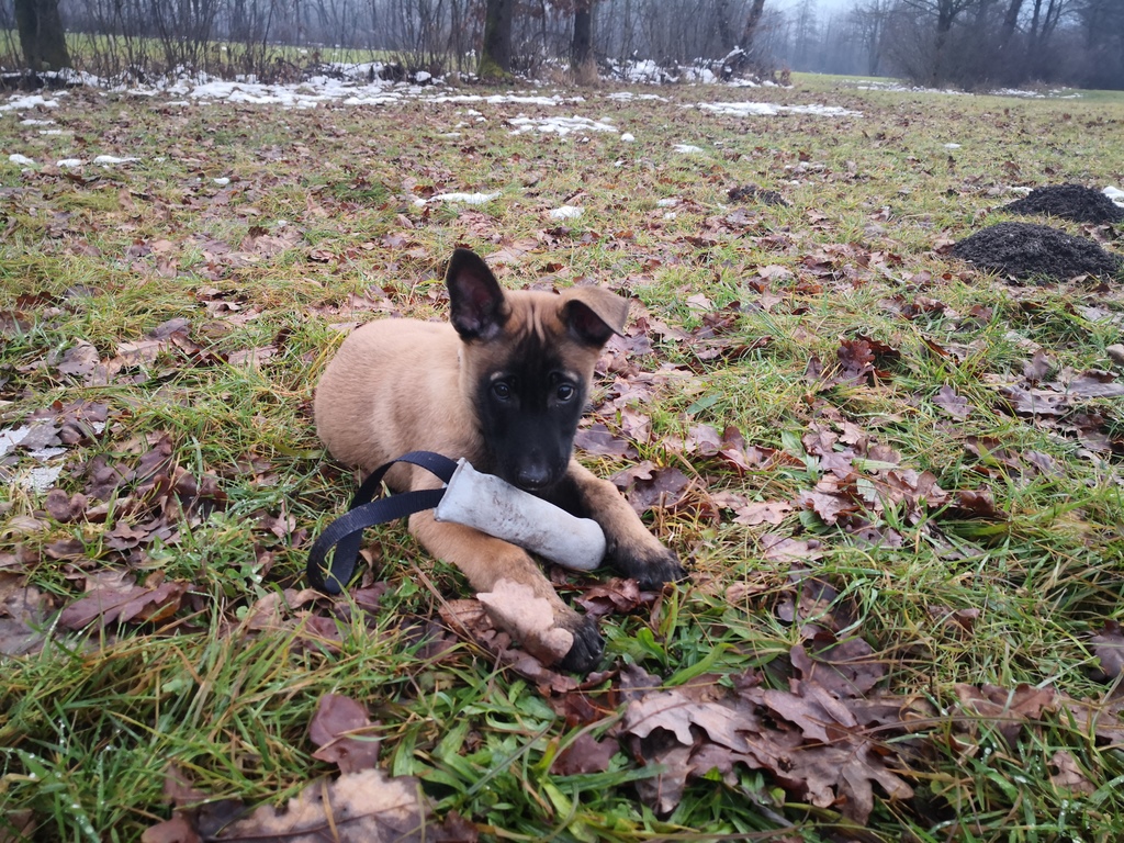 Generalna policijska uprava