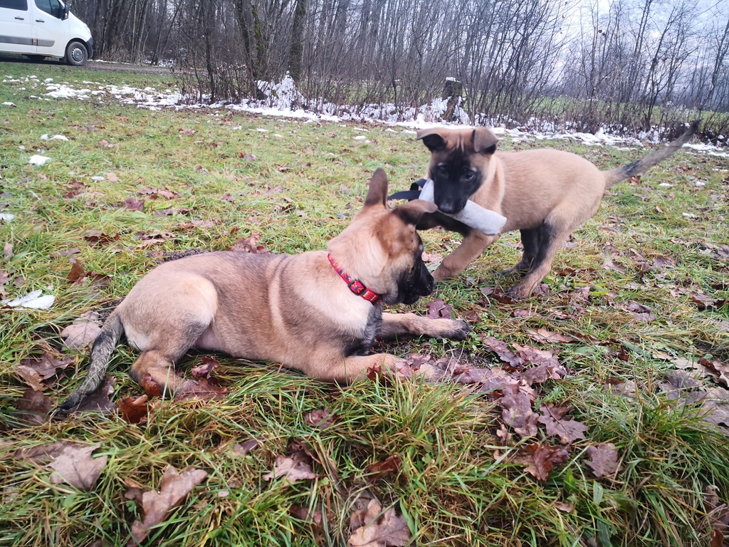 pes, policija, policijski pes, službeni pes, kuža