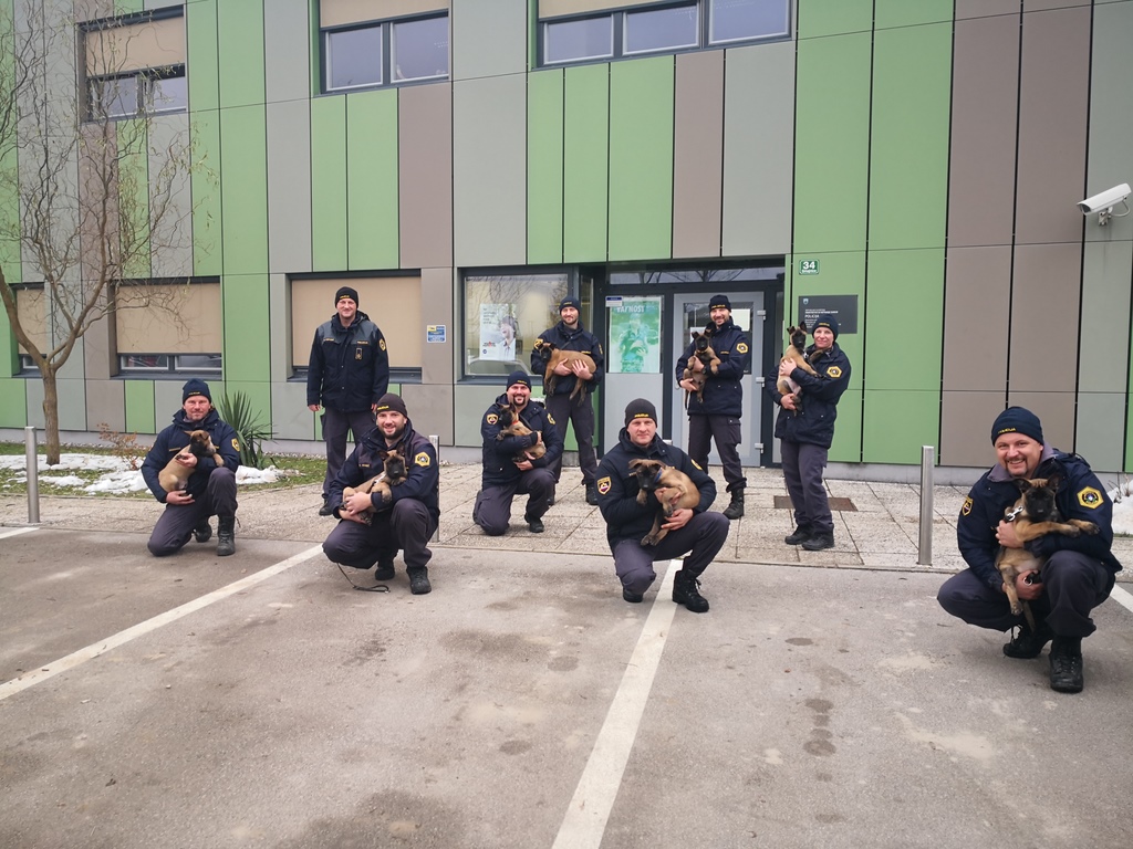 pes, policija, policijski pes, službeni pes, kuža