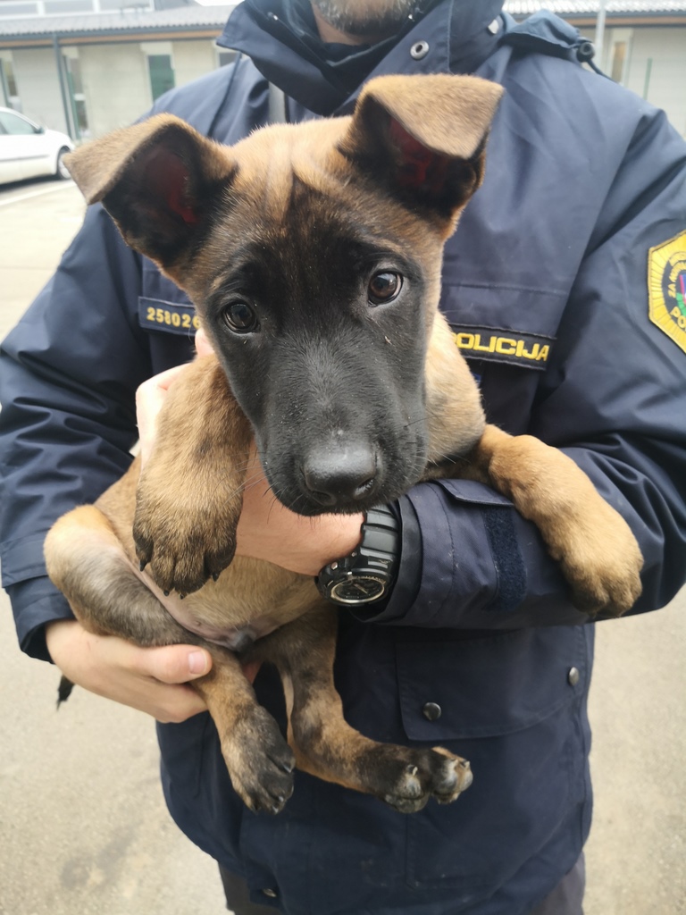 pes, policija, policijski pes, službeni pes, kuža