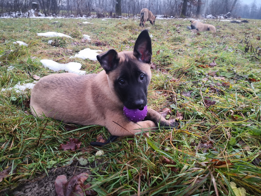 pes, policija, policijski pes, službeni pes, kuža