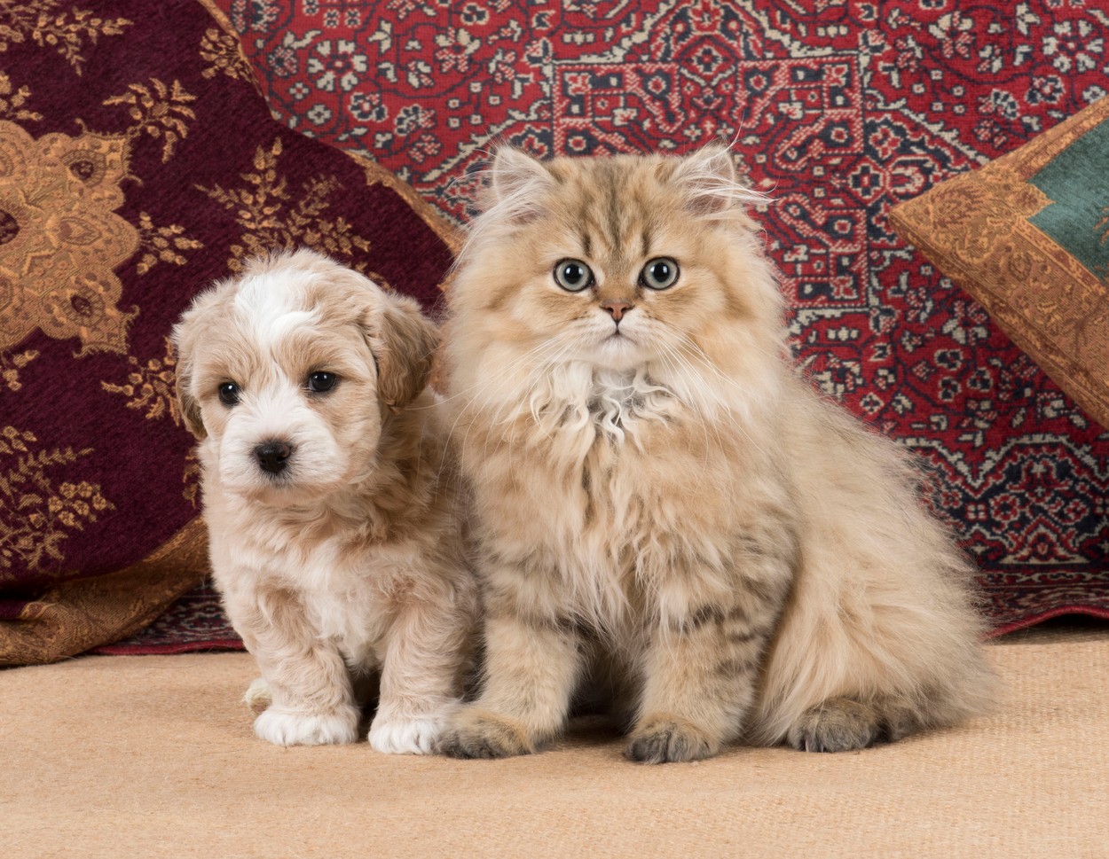 živali, pes, mačka