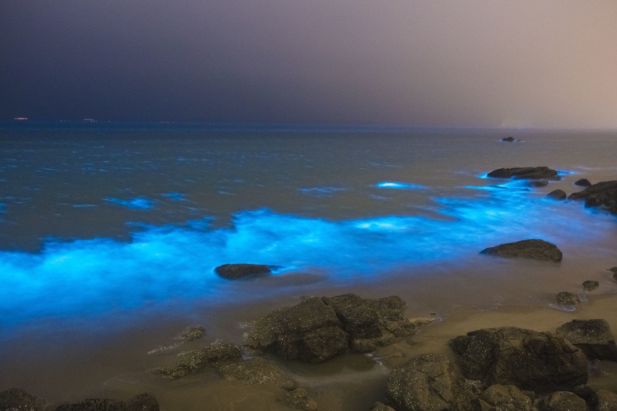 morska iskra, Noctiluca scintillans