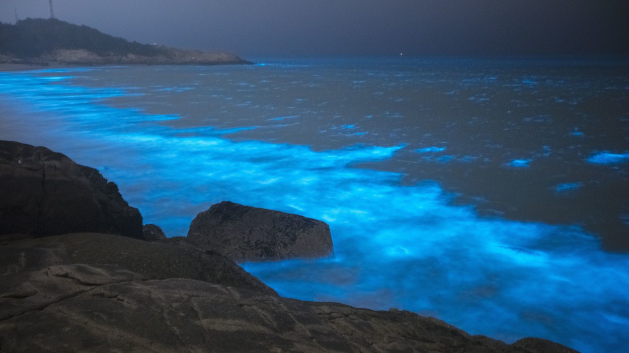 Noctiluca scintillans