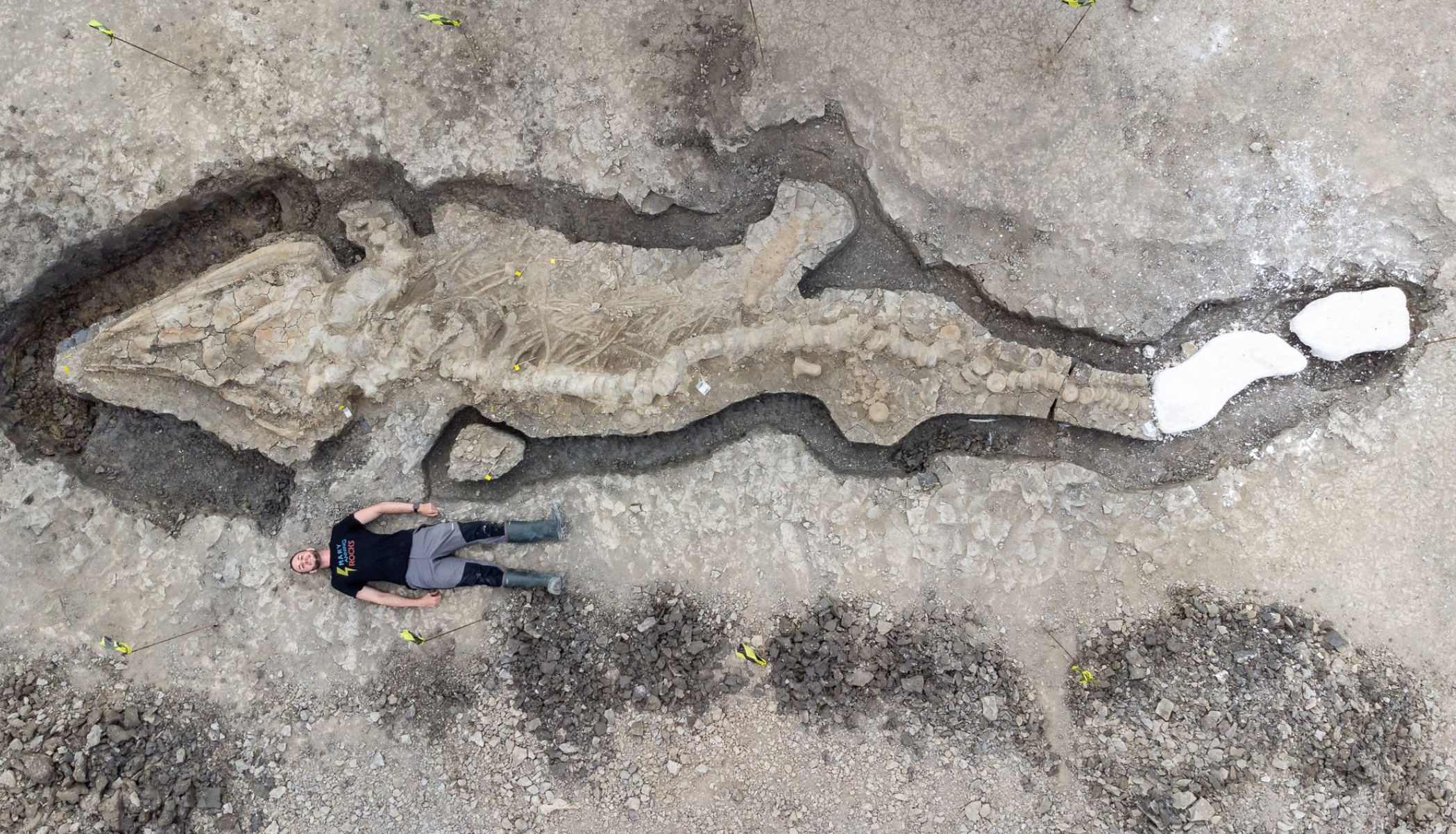 dinozaver, okostje, arheologija