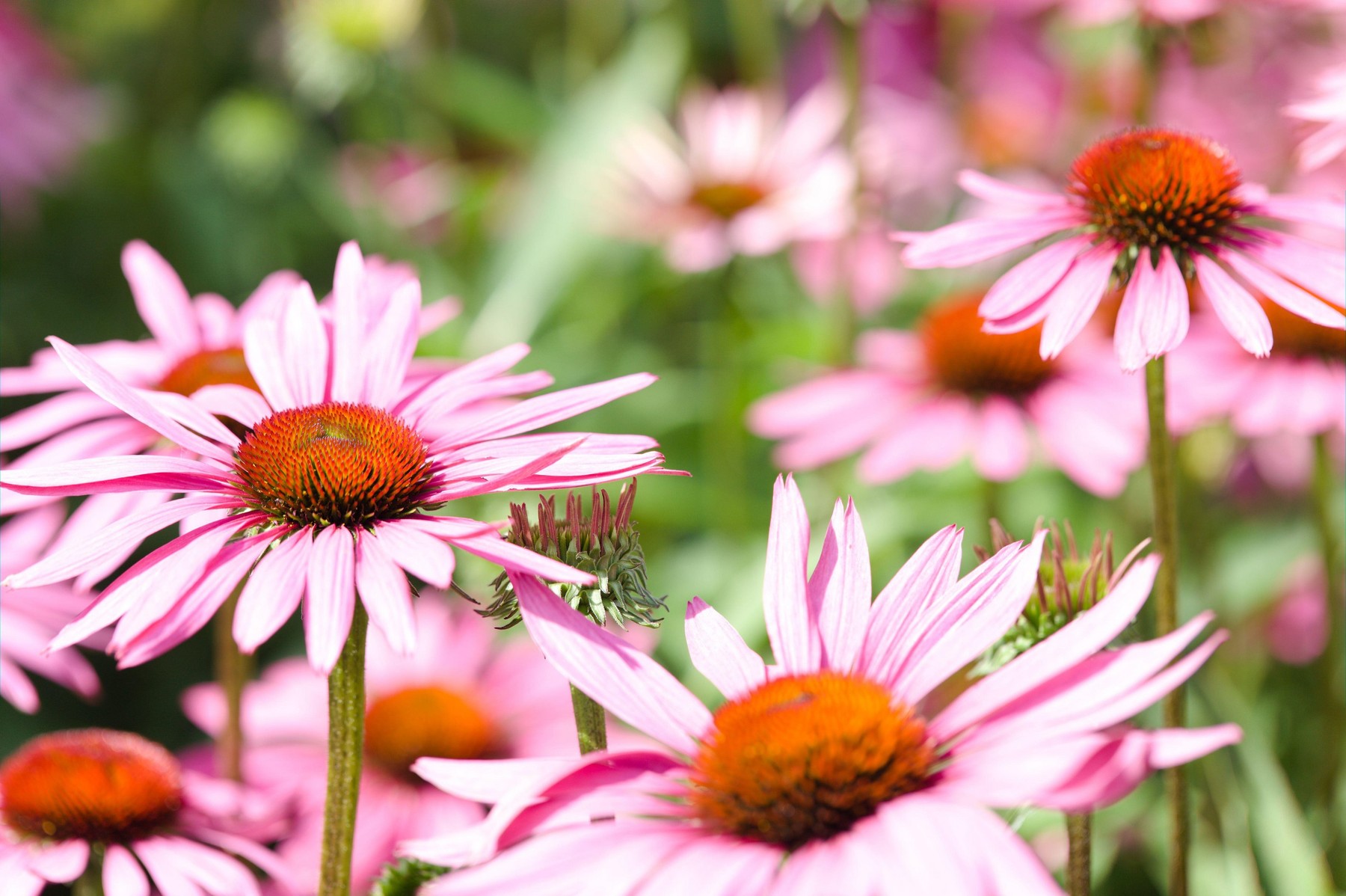 Close-up of a group of Purple Coneflowers / Echinacea purpurea