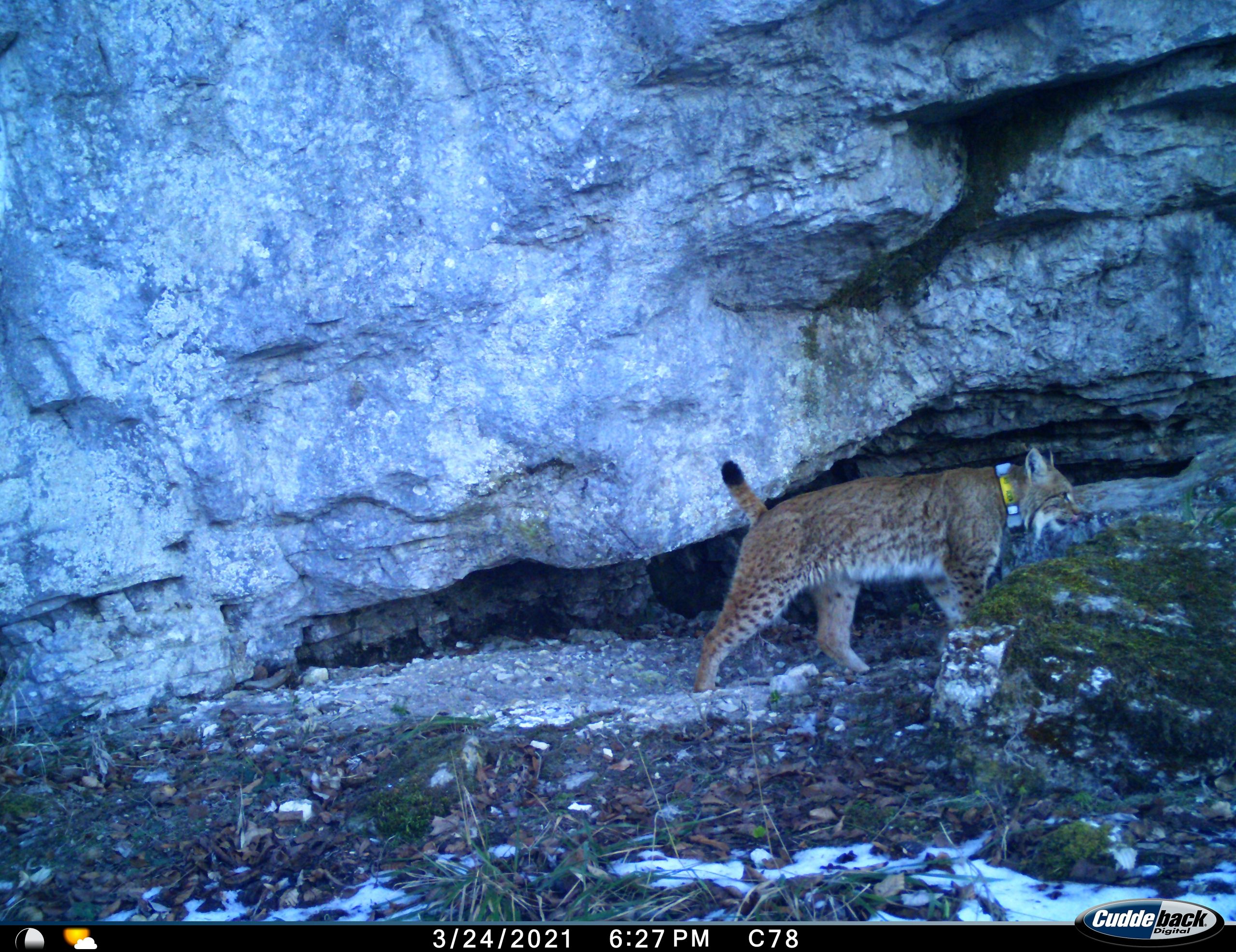 1642673586-FOTO-1_Doseljeni-ris-Goru_Foto-LIFE-Lynx-scaled.jpg