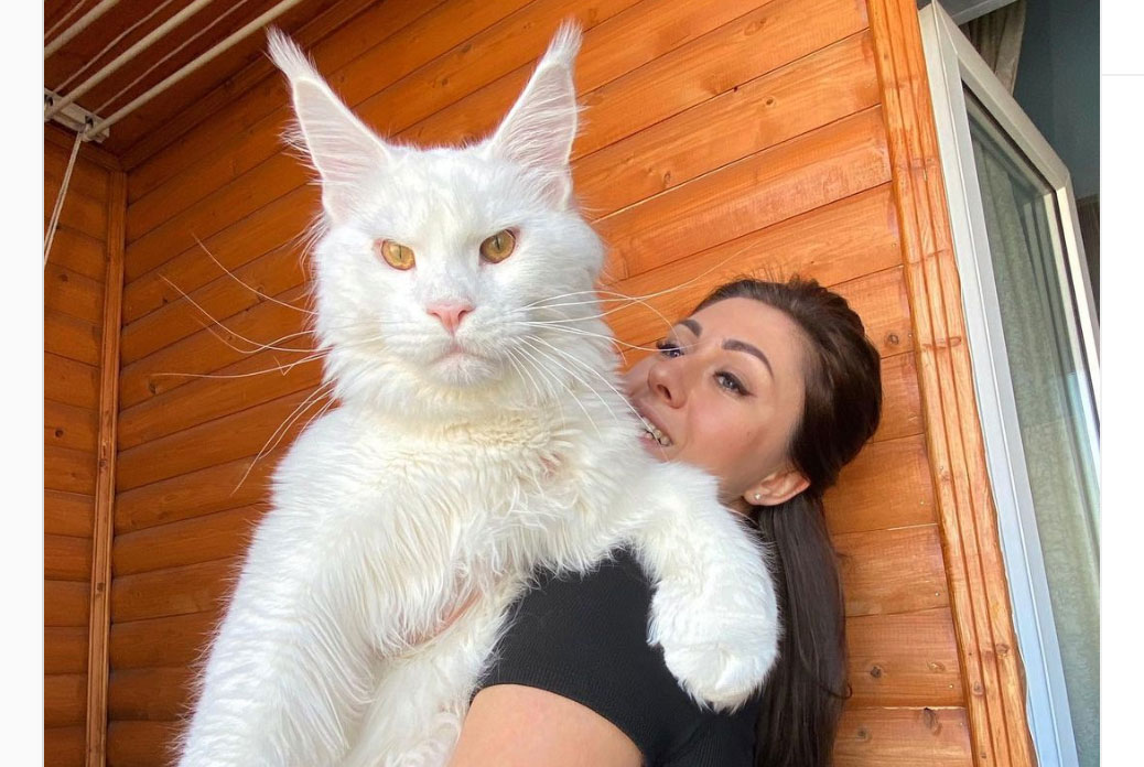 maine coon, mačka, Kefir