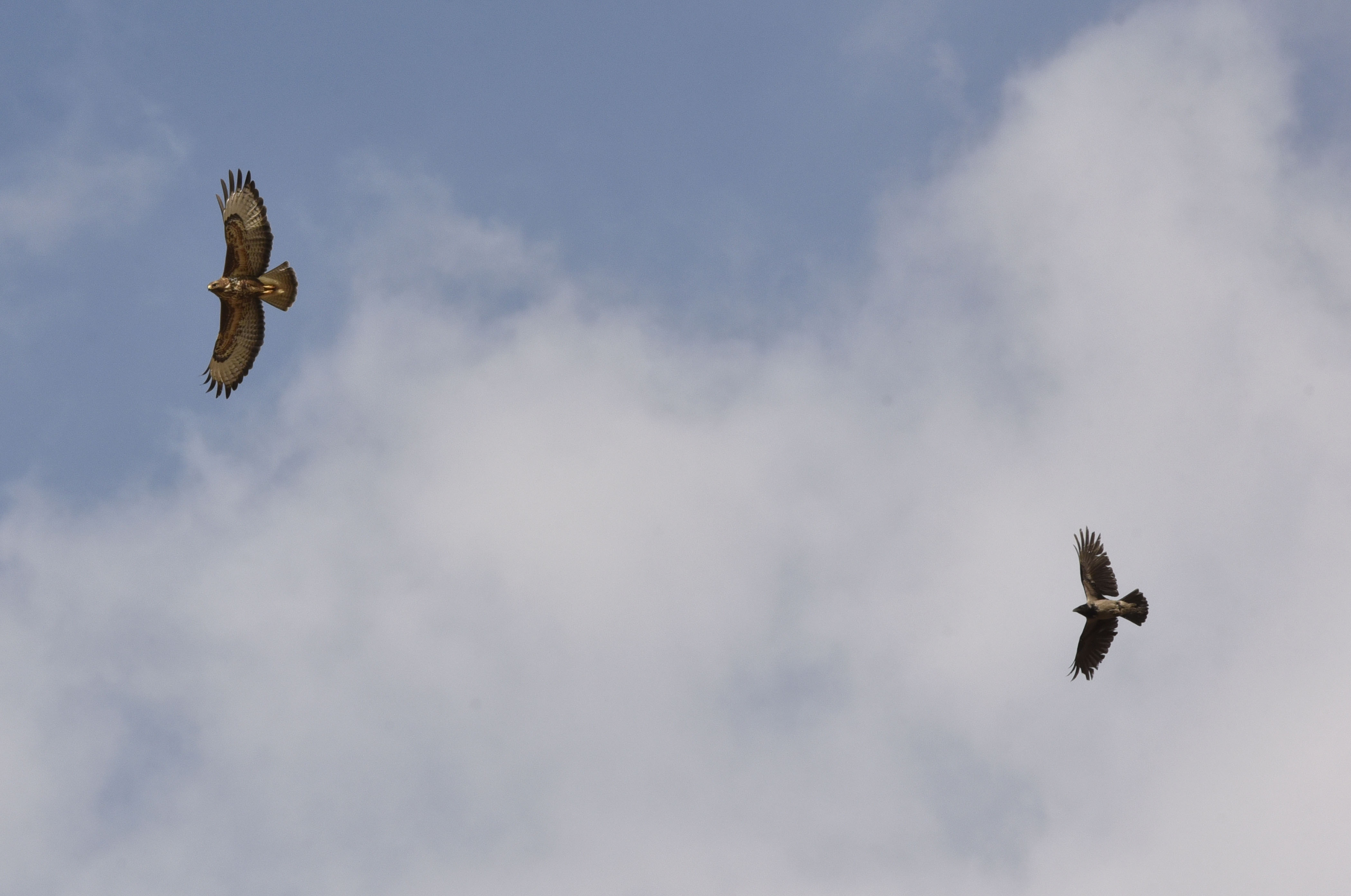 vrana, veter, letenje, vreme