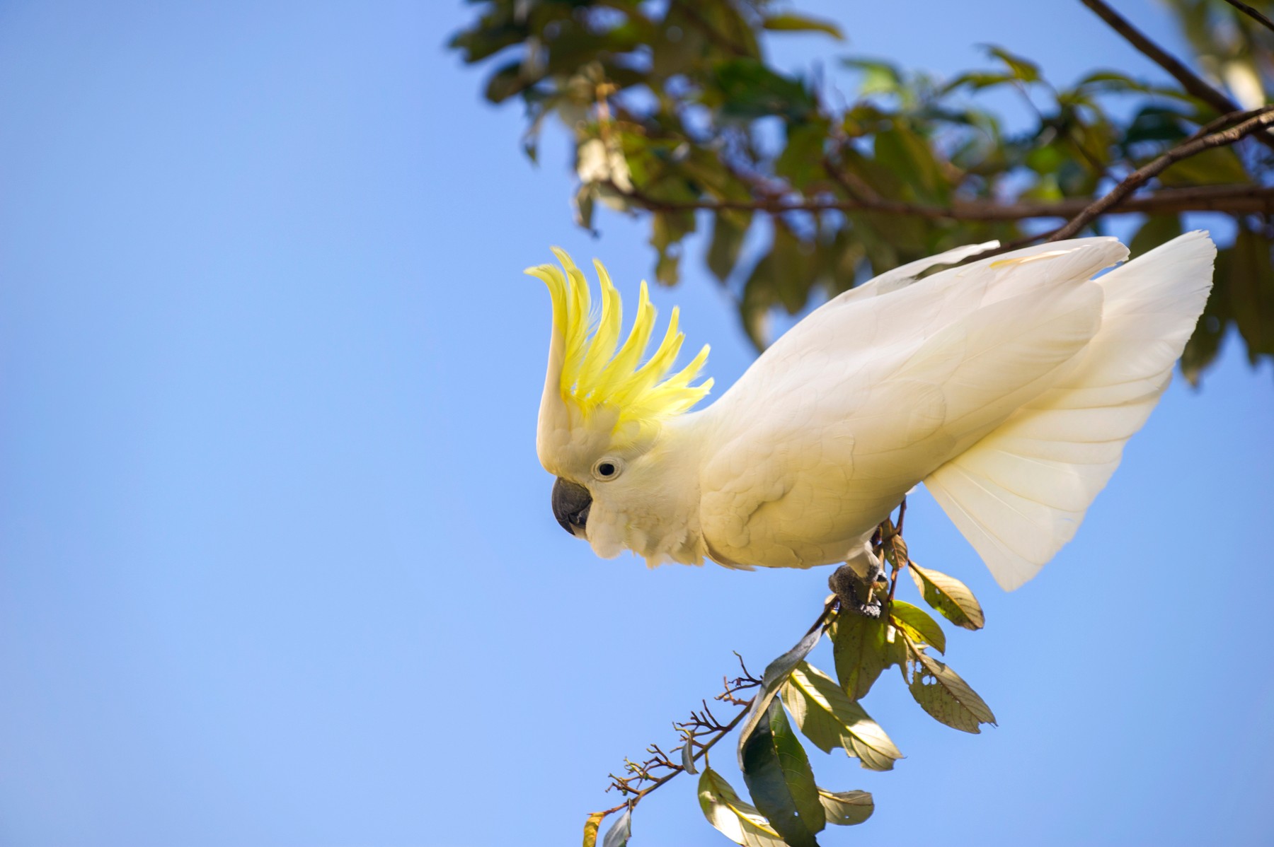 Greater sulphur-crested cockatoo
