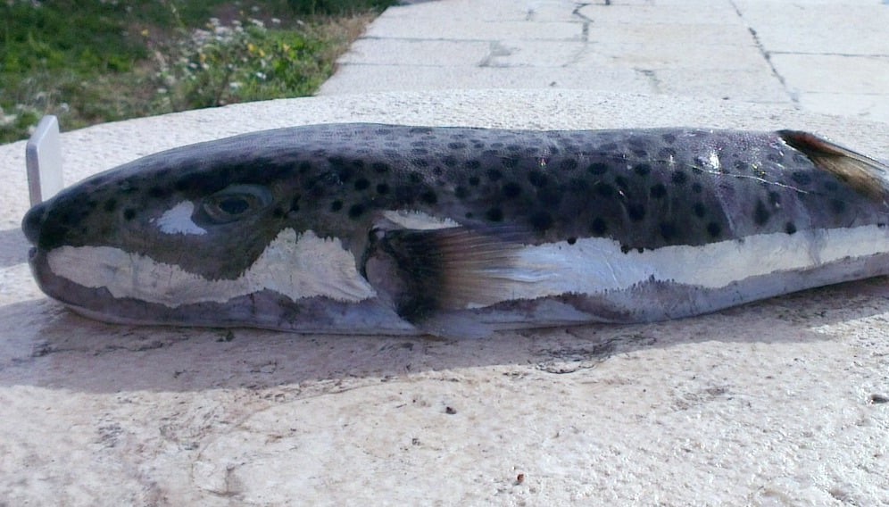 riba, strupena, srebrnoproga napihovalka