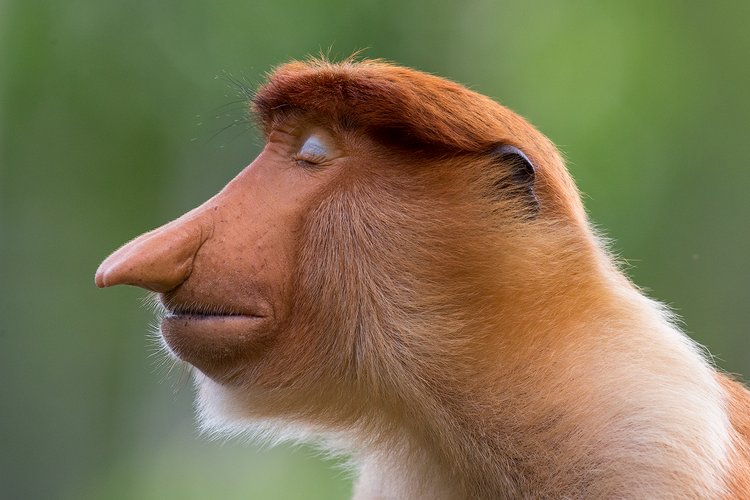 inner world top, opica