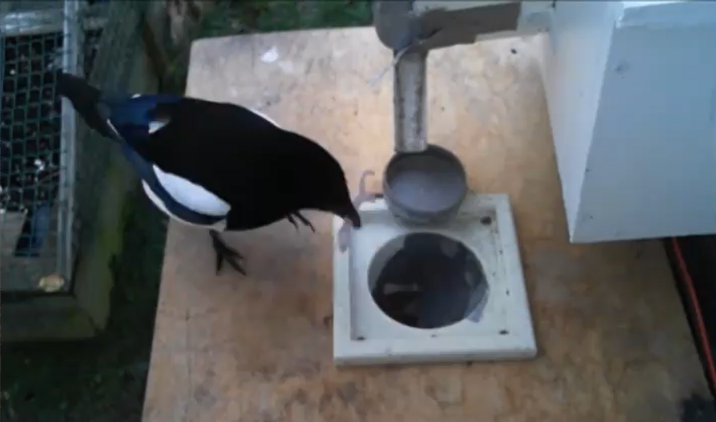 sraka, ptičja krmilnica