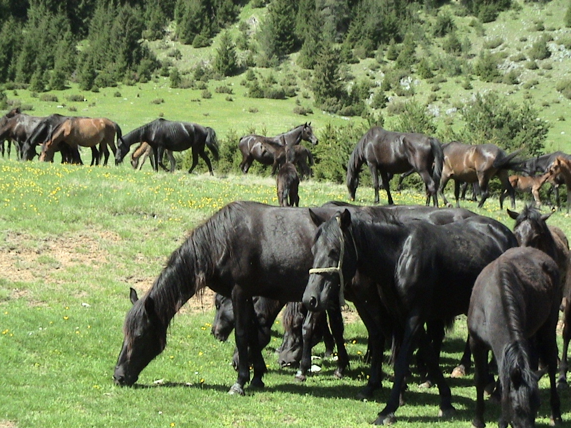 bosanski planinski konj