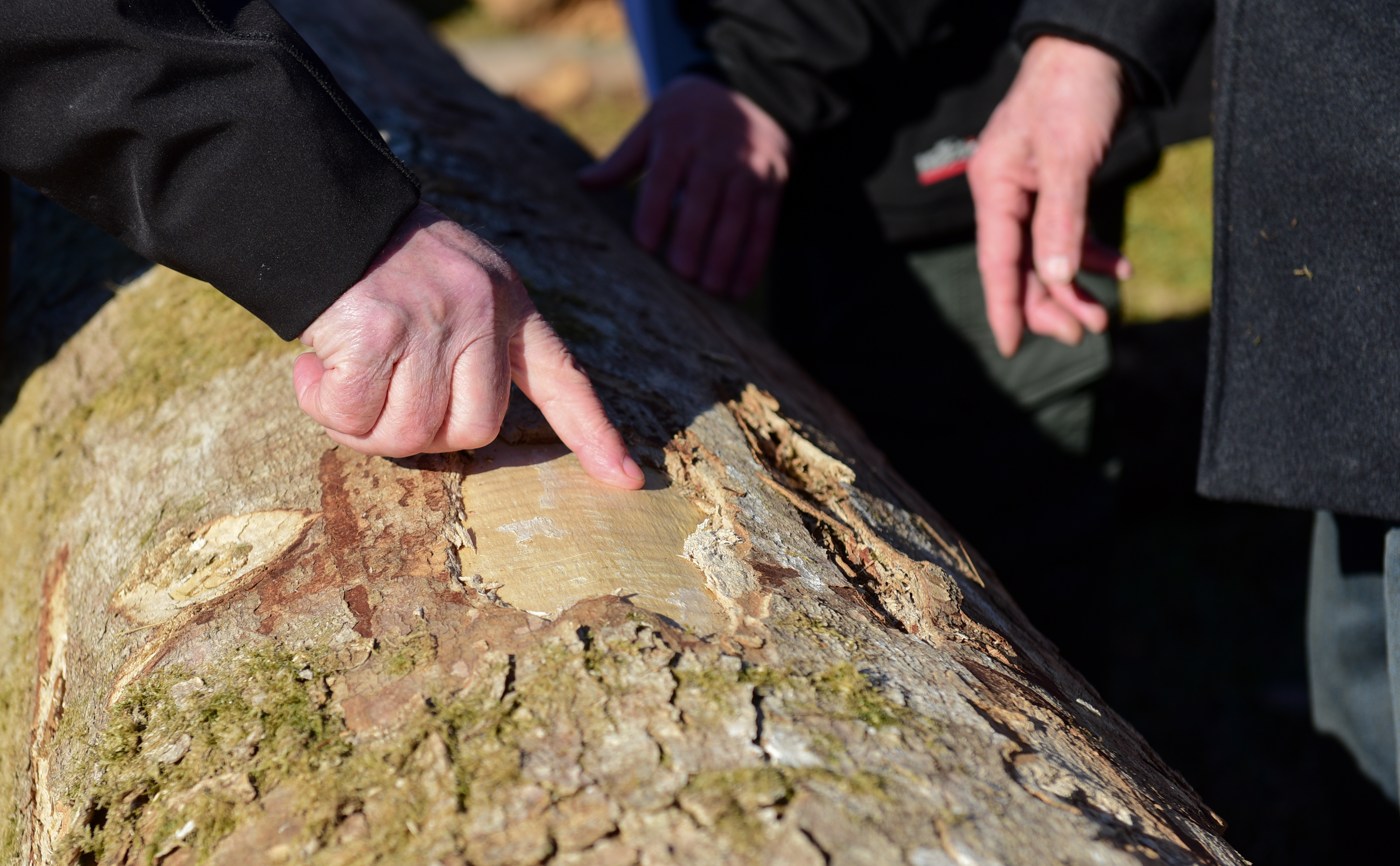 les, hlod, licitacija