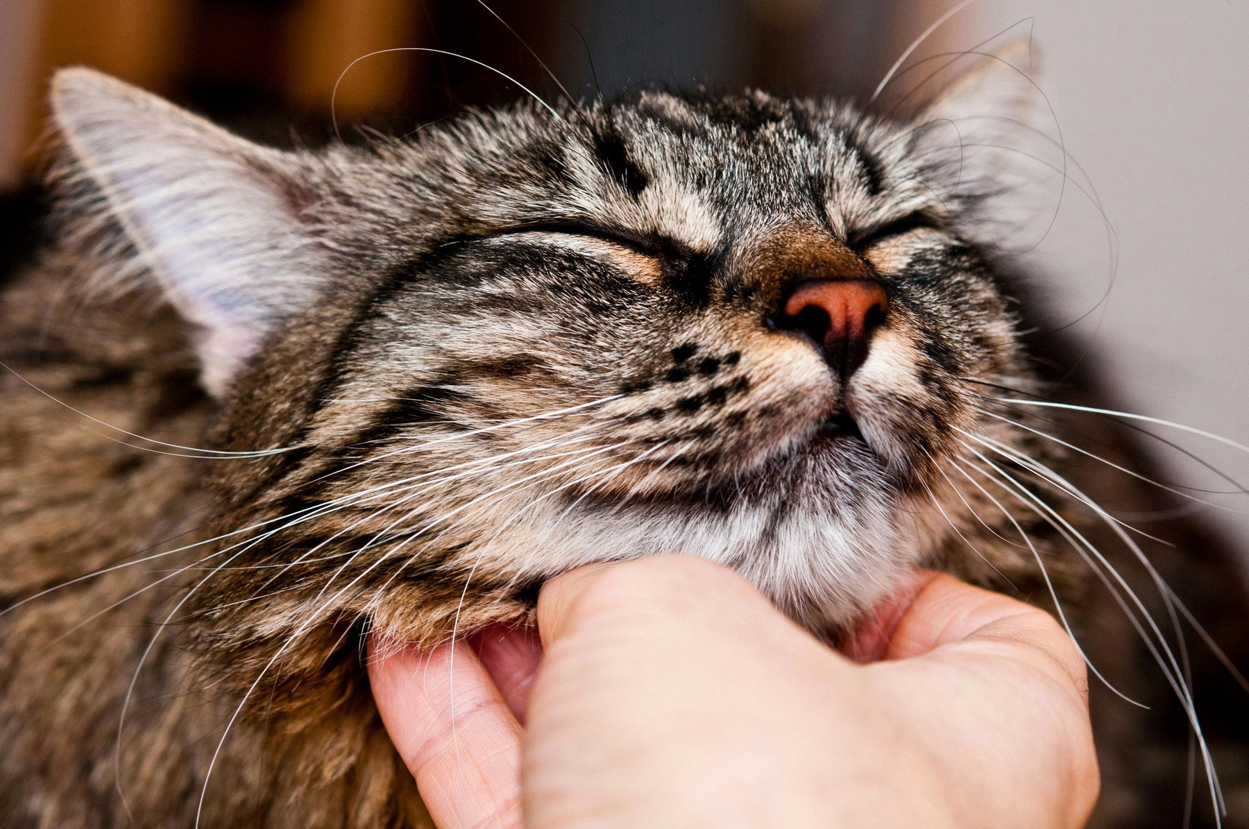 macka, bozanje, crkljanje