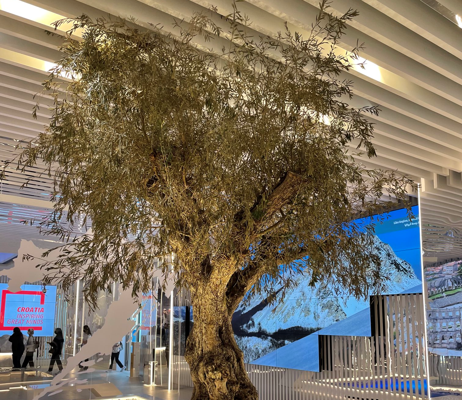 Expo 2020, hrvaški paviljon, oljka