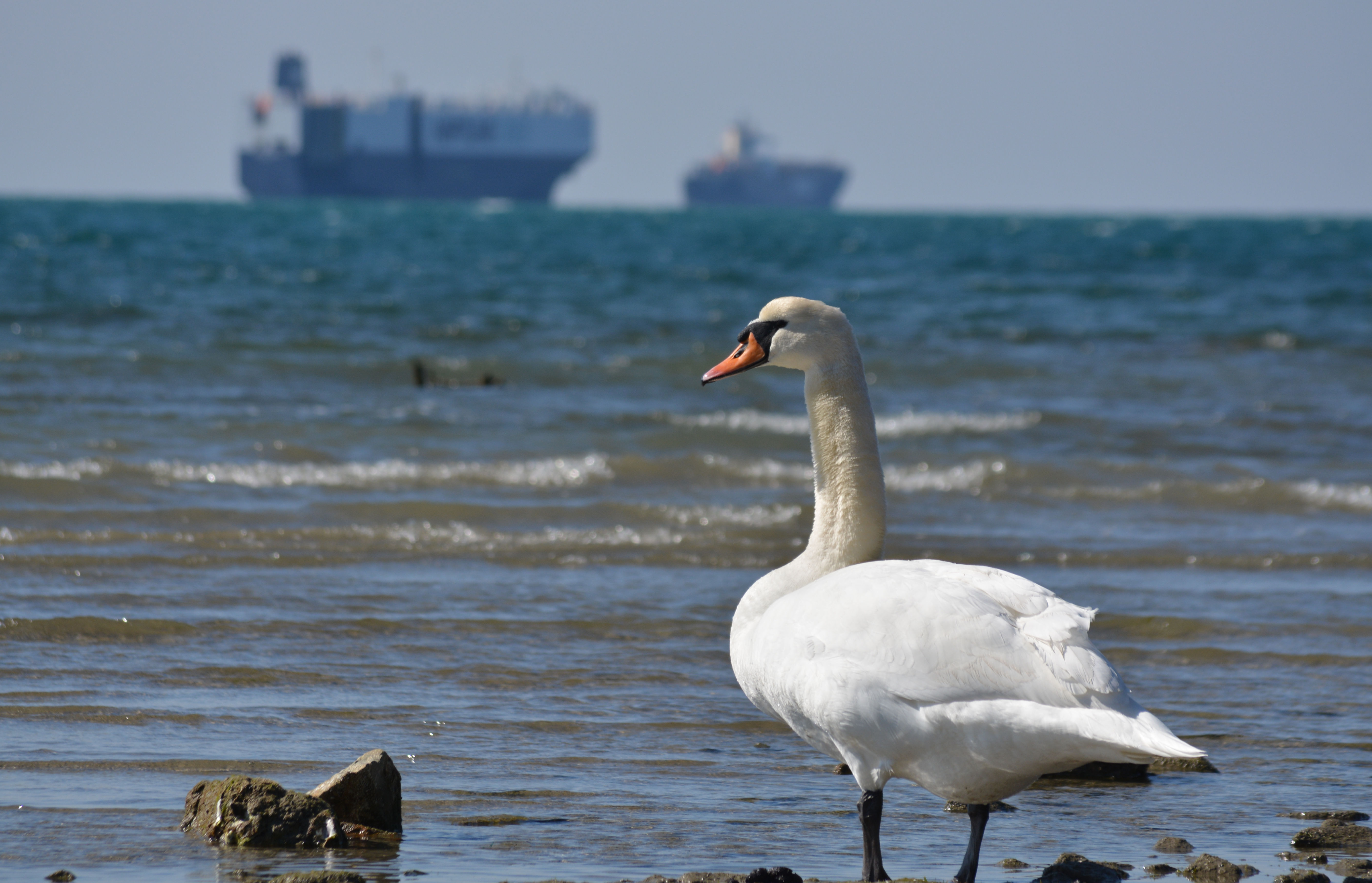 Ankaran, morje, slovenska obala