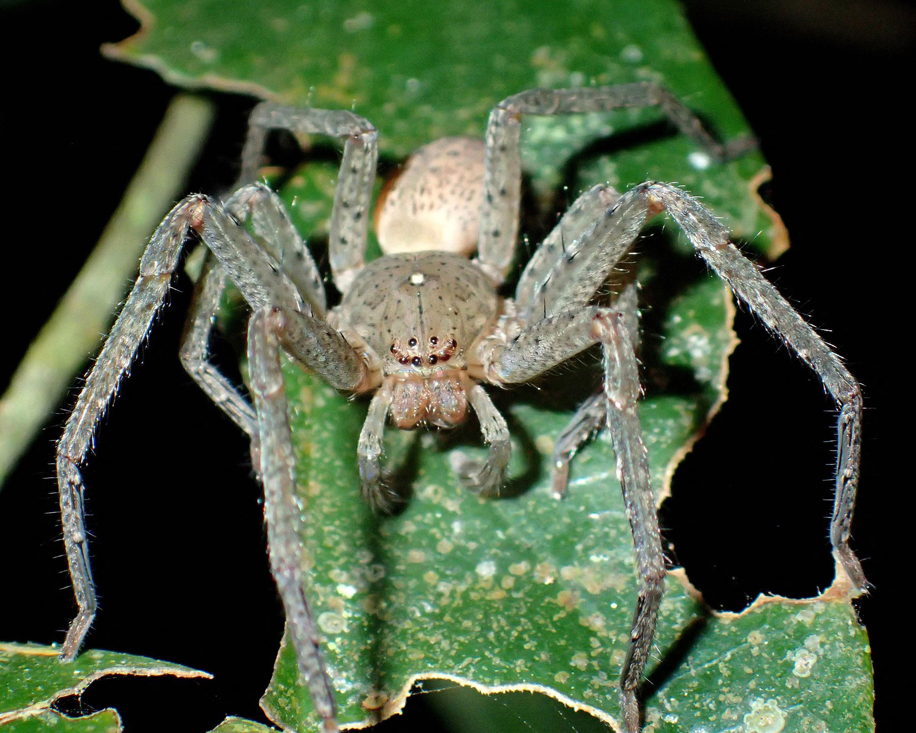 1647709185-Thunberg-spider.jpg
