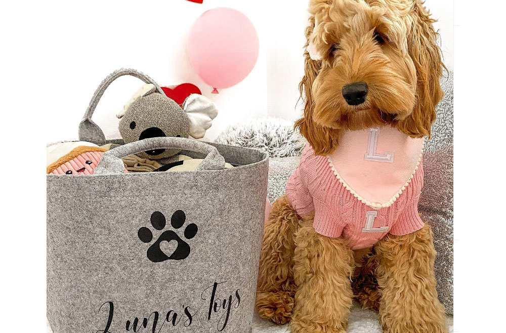 Luna, cockapoo, kuza