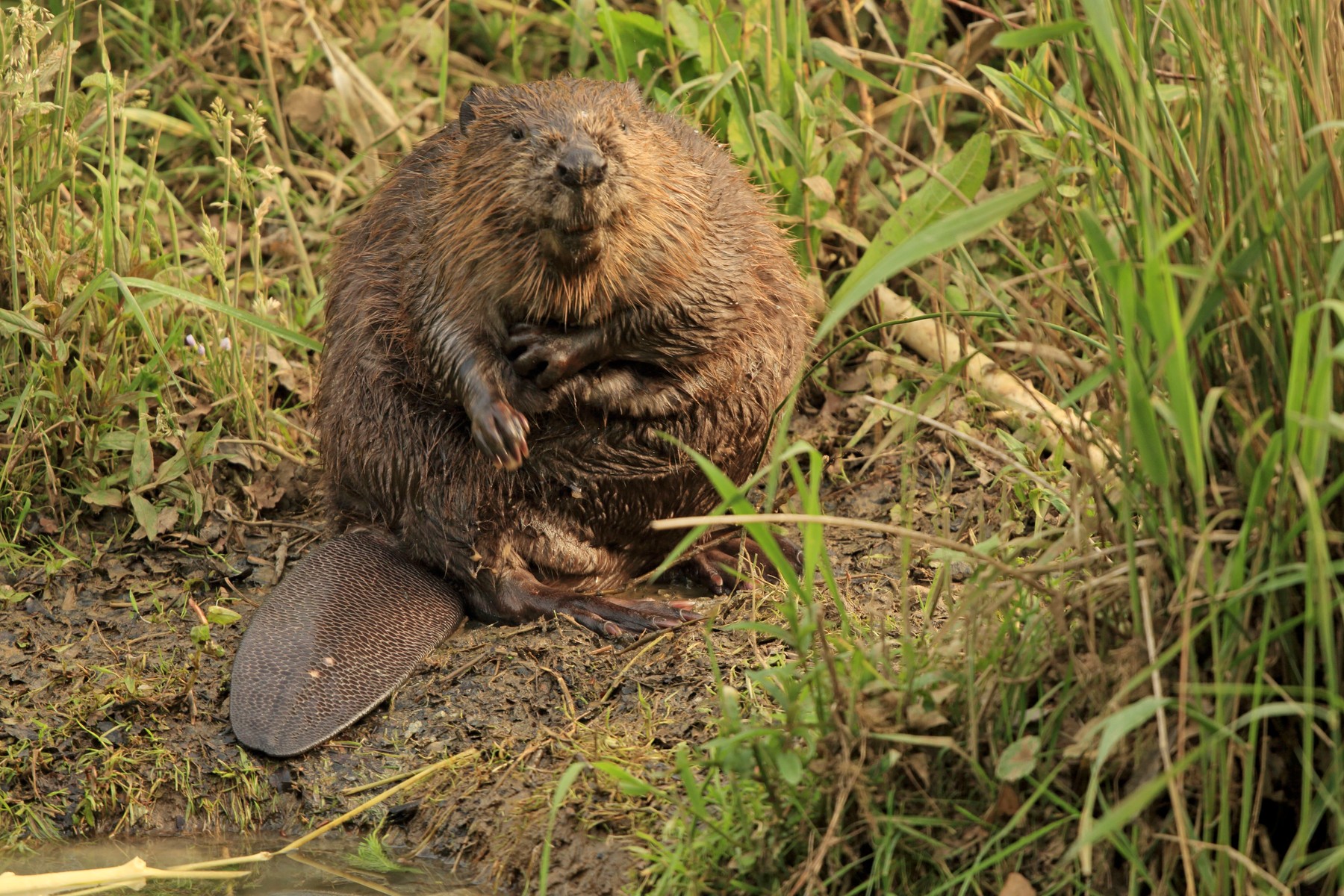 European Beaver