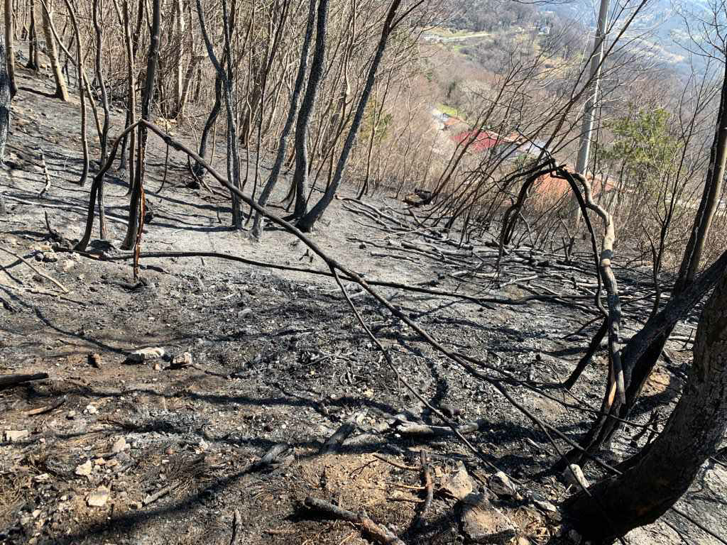 Požar gasilci narava Col Ajdovščina