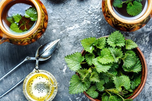 koprive, čaj, čajnik