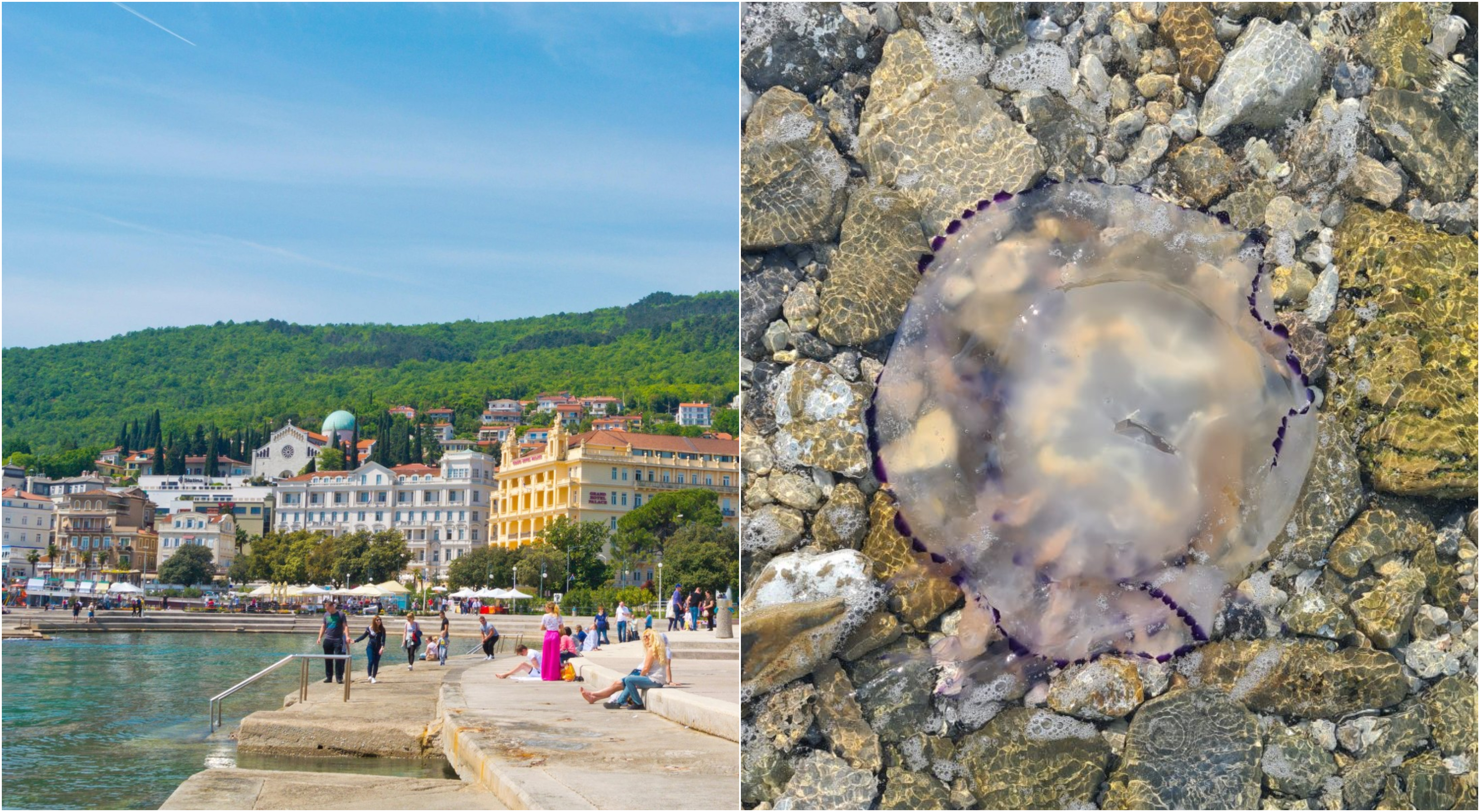 Velike meduze Opatija