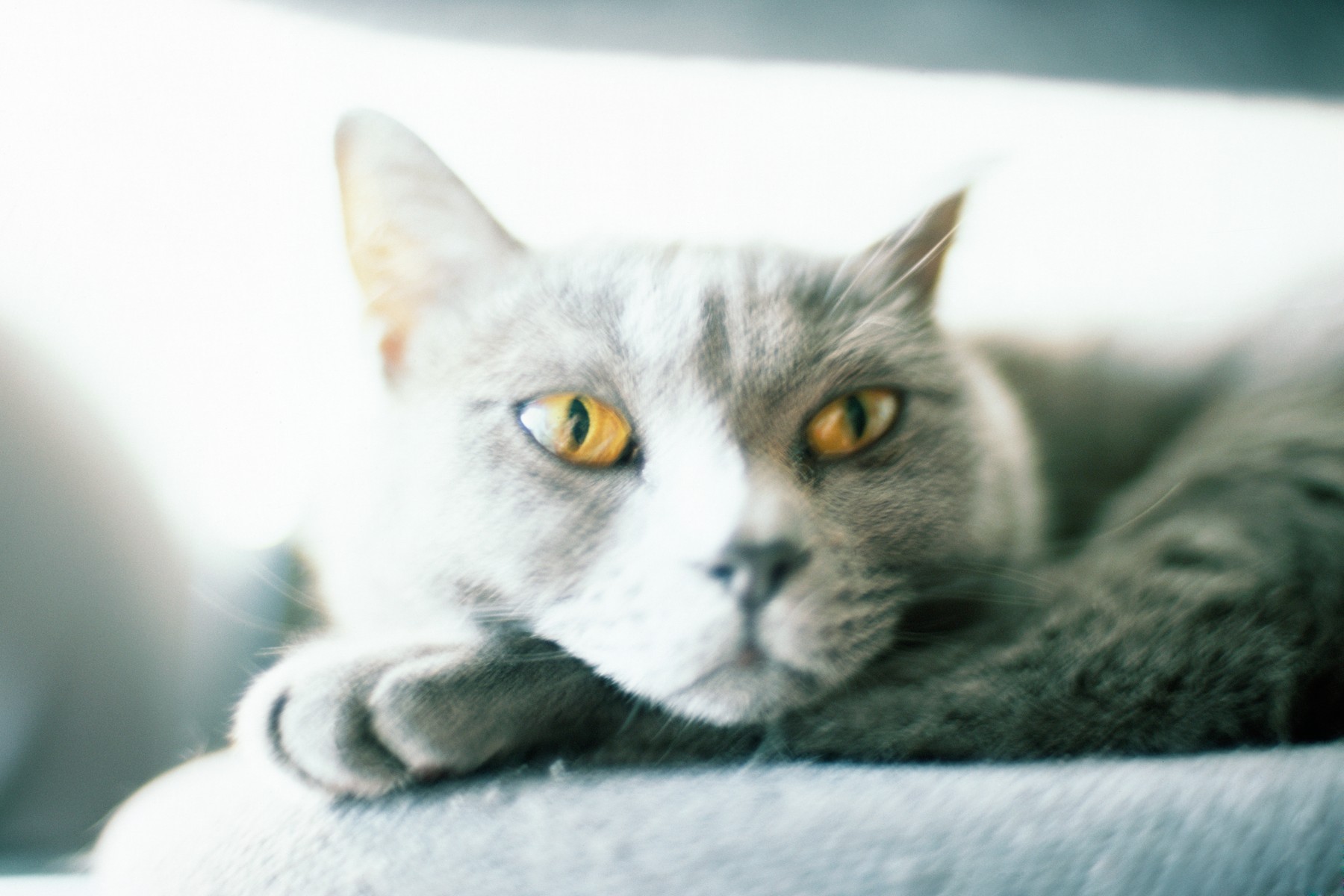 mačka, kavč, spanje