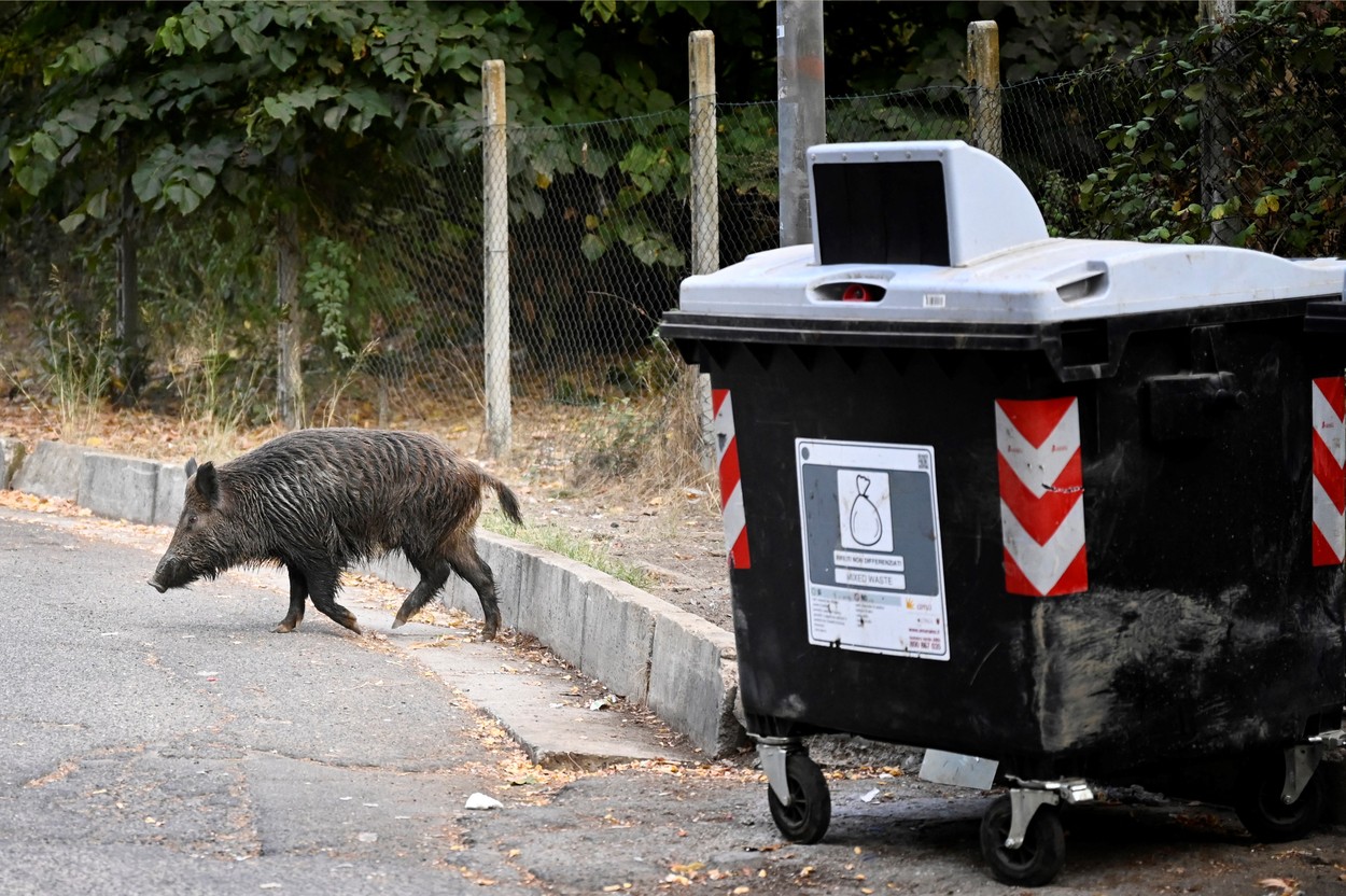 divja svinja, rim