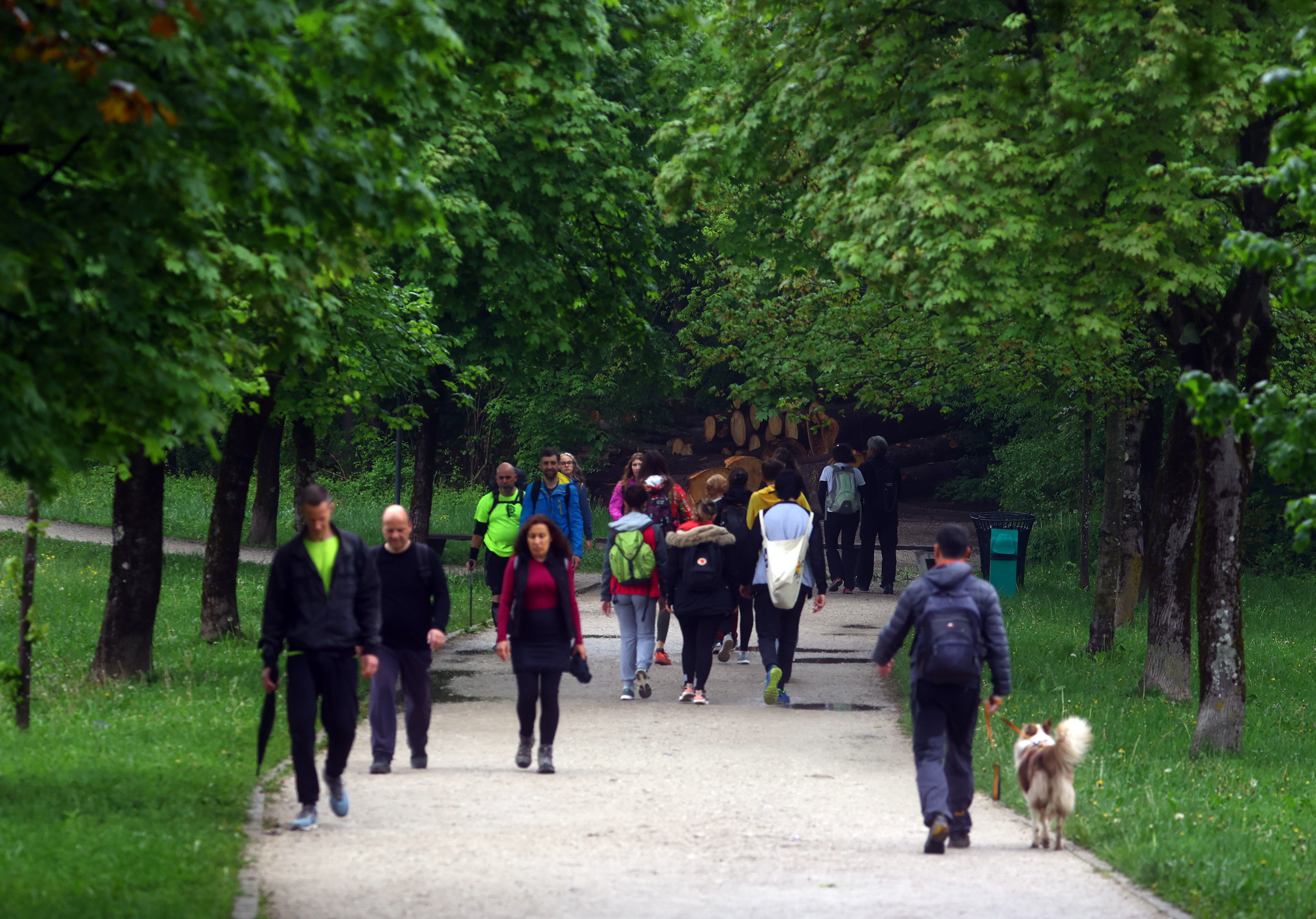 Borut Živulović/BOBO