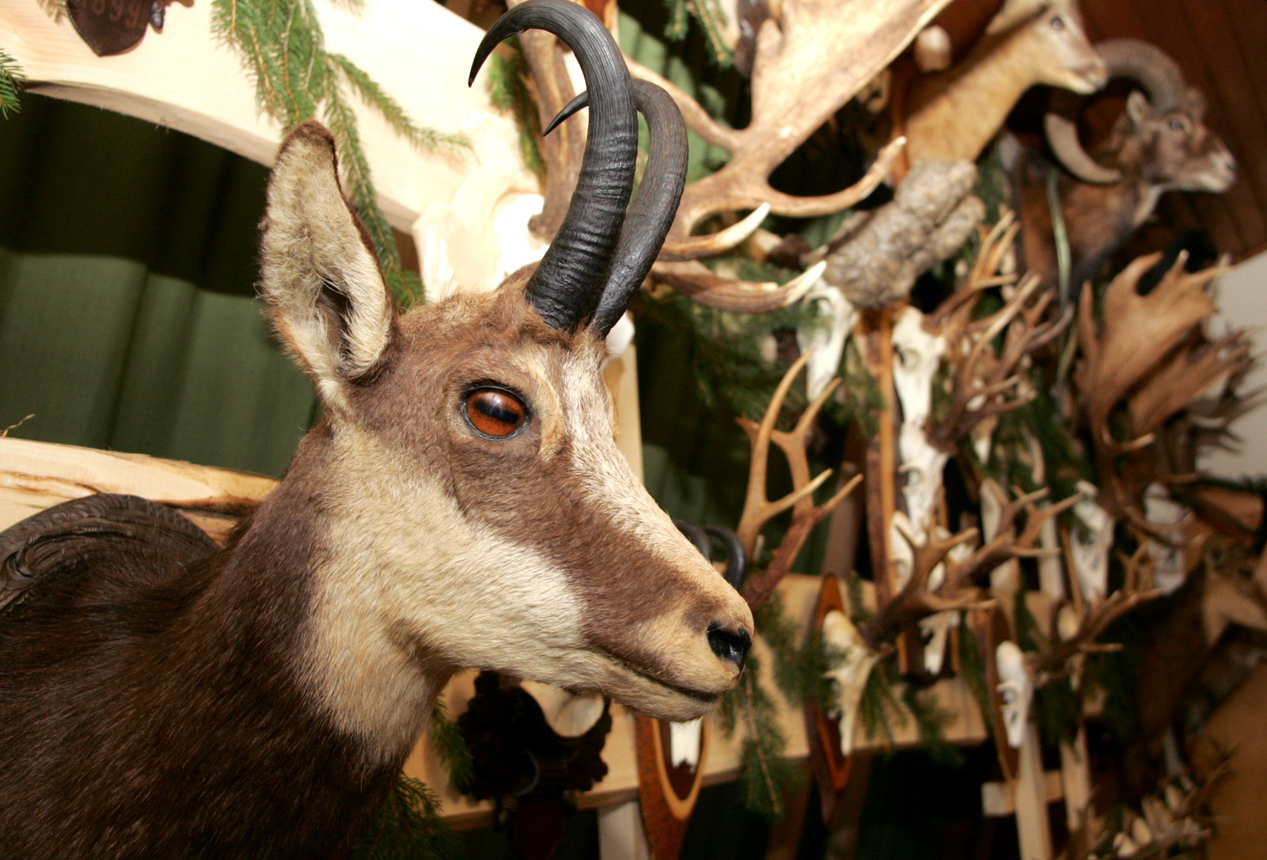 NAGACENA GOZNA ZIVAL