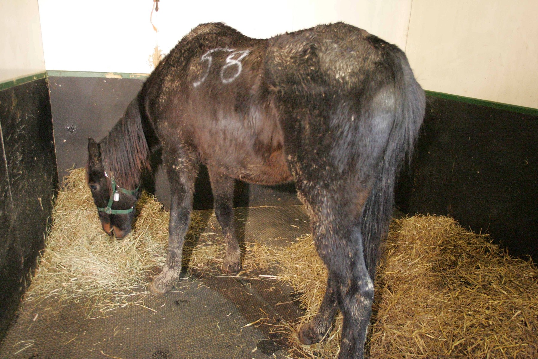 Rescued Horses Arrive at the ILPH Centre in Norfolk, Britain - 09 Jan 2008
