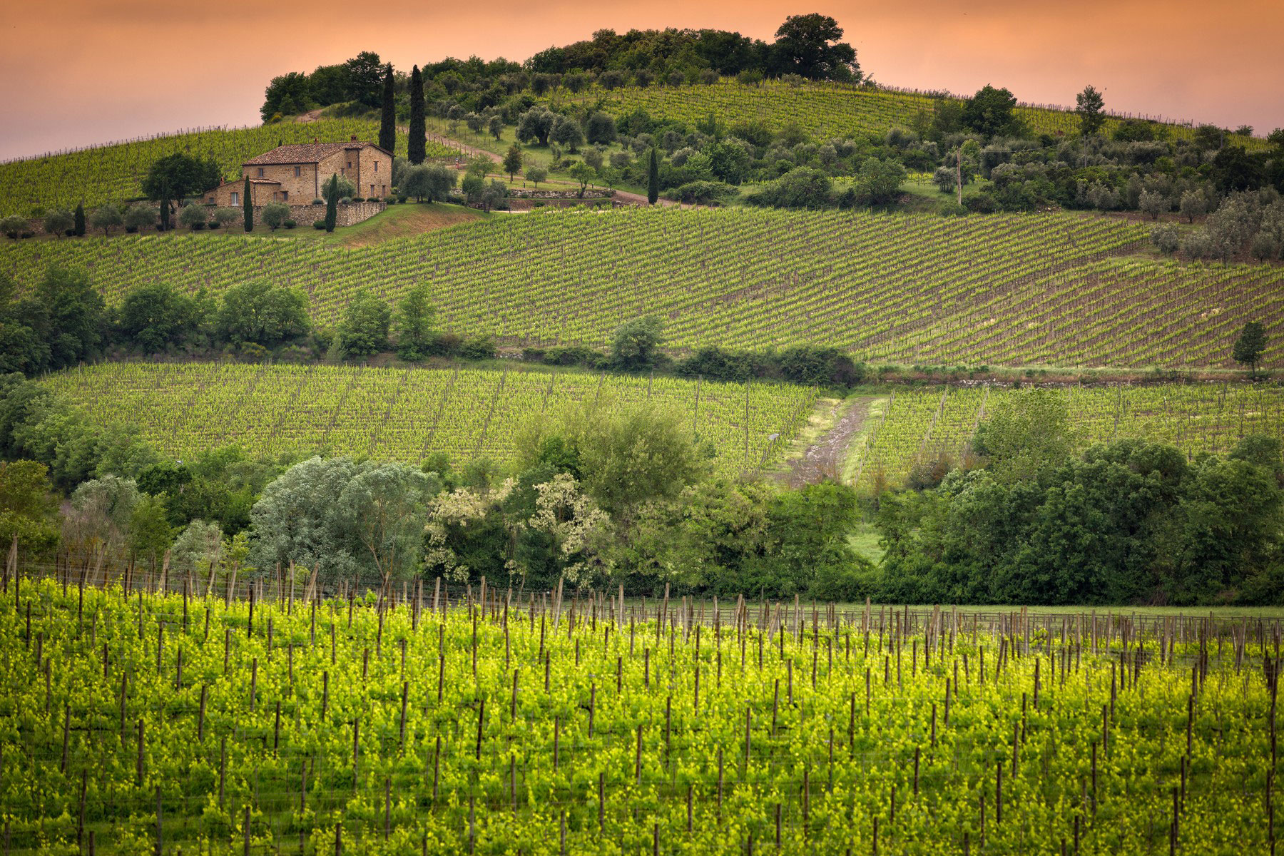 1652296203-Vineyard-near-Montalcino-Tuscany.jpg