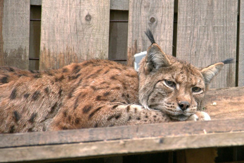 1652792535-Ris-Blisk-v-prilagoditveni-obori_Foto-Maja-Sever-LIFE-Lynx-1024x682.jpg