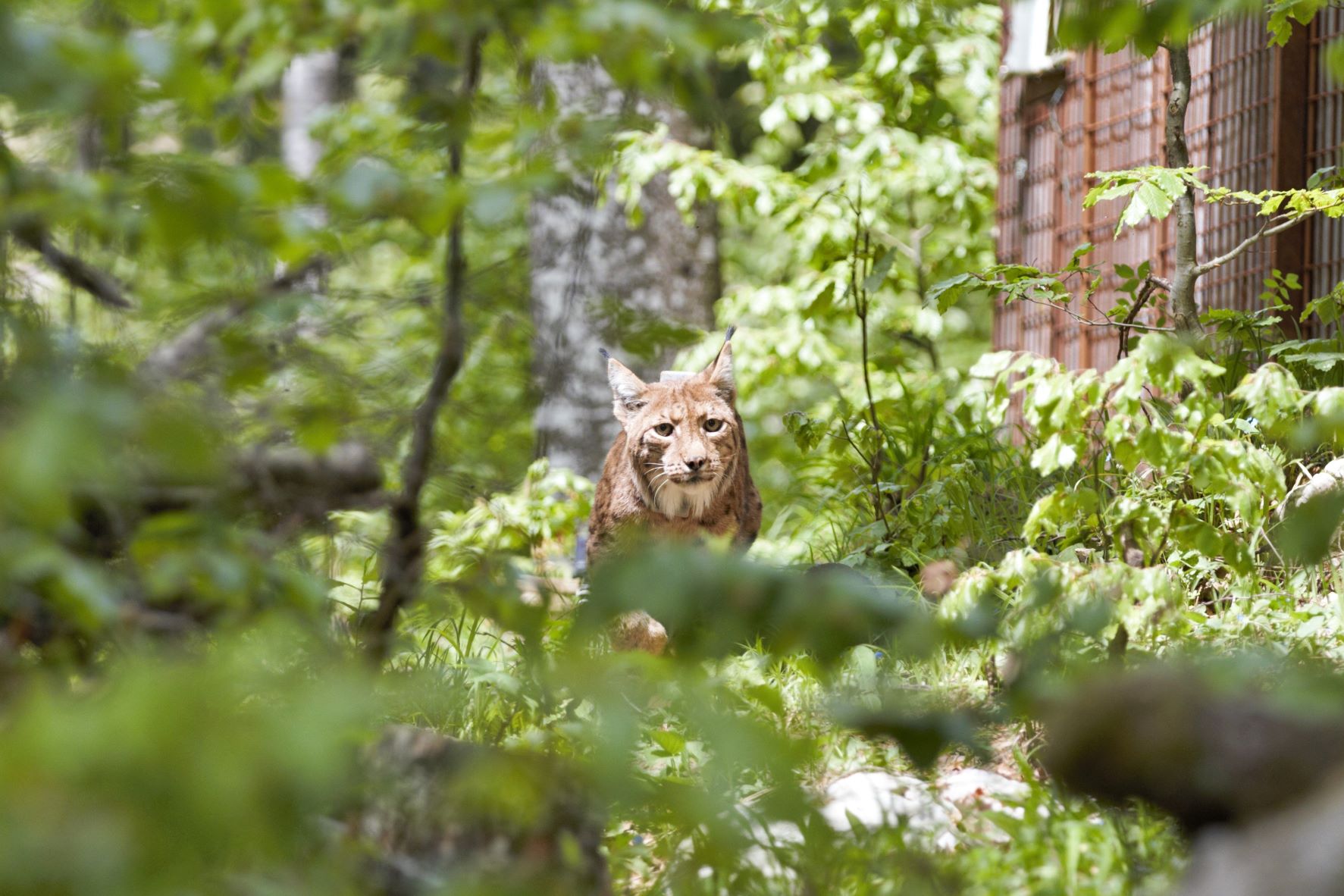 ris Blisk, Blisk, ris